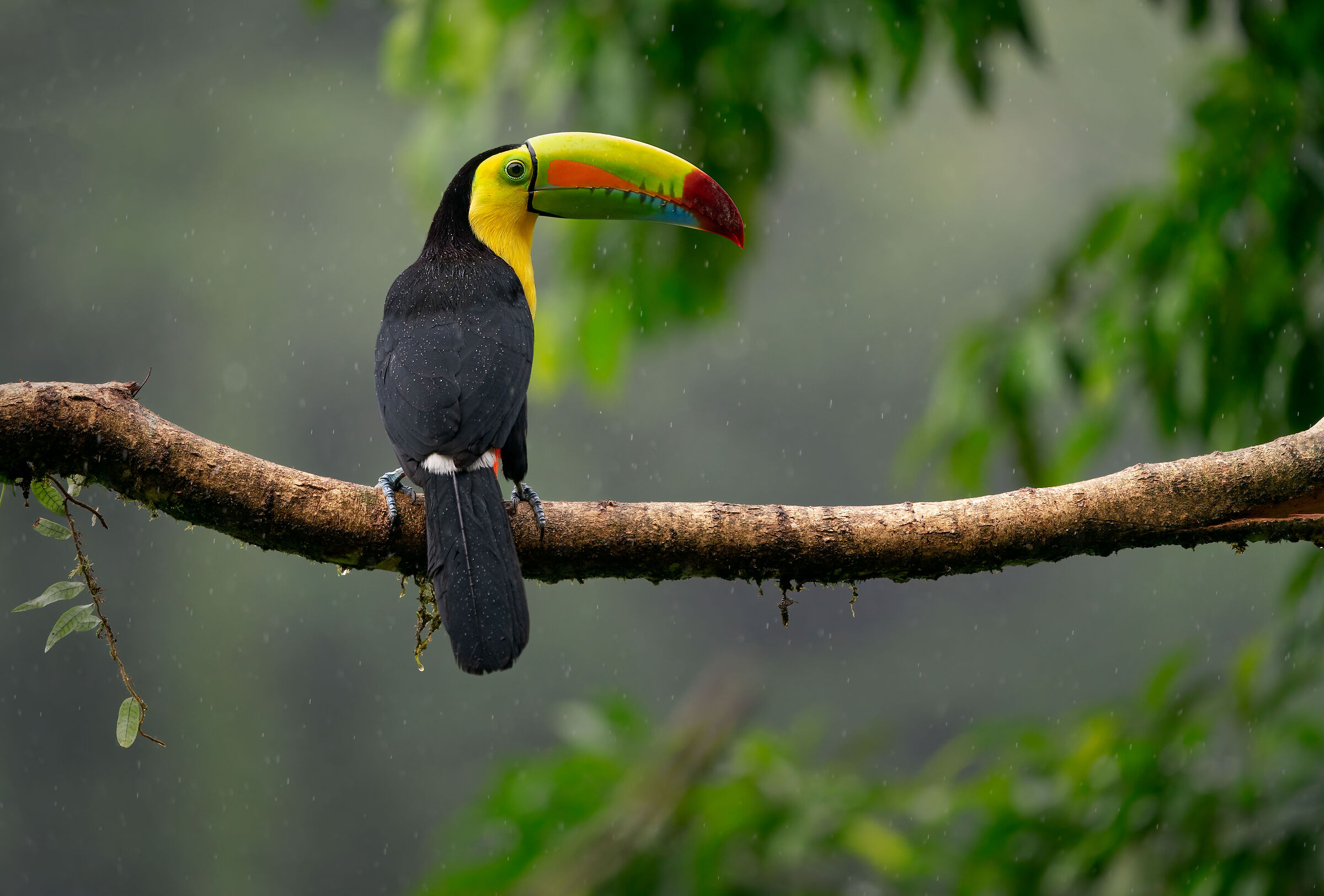 Sulphur toucan