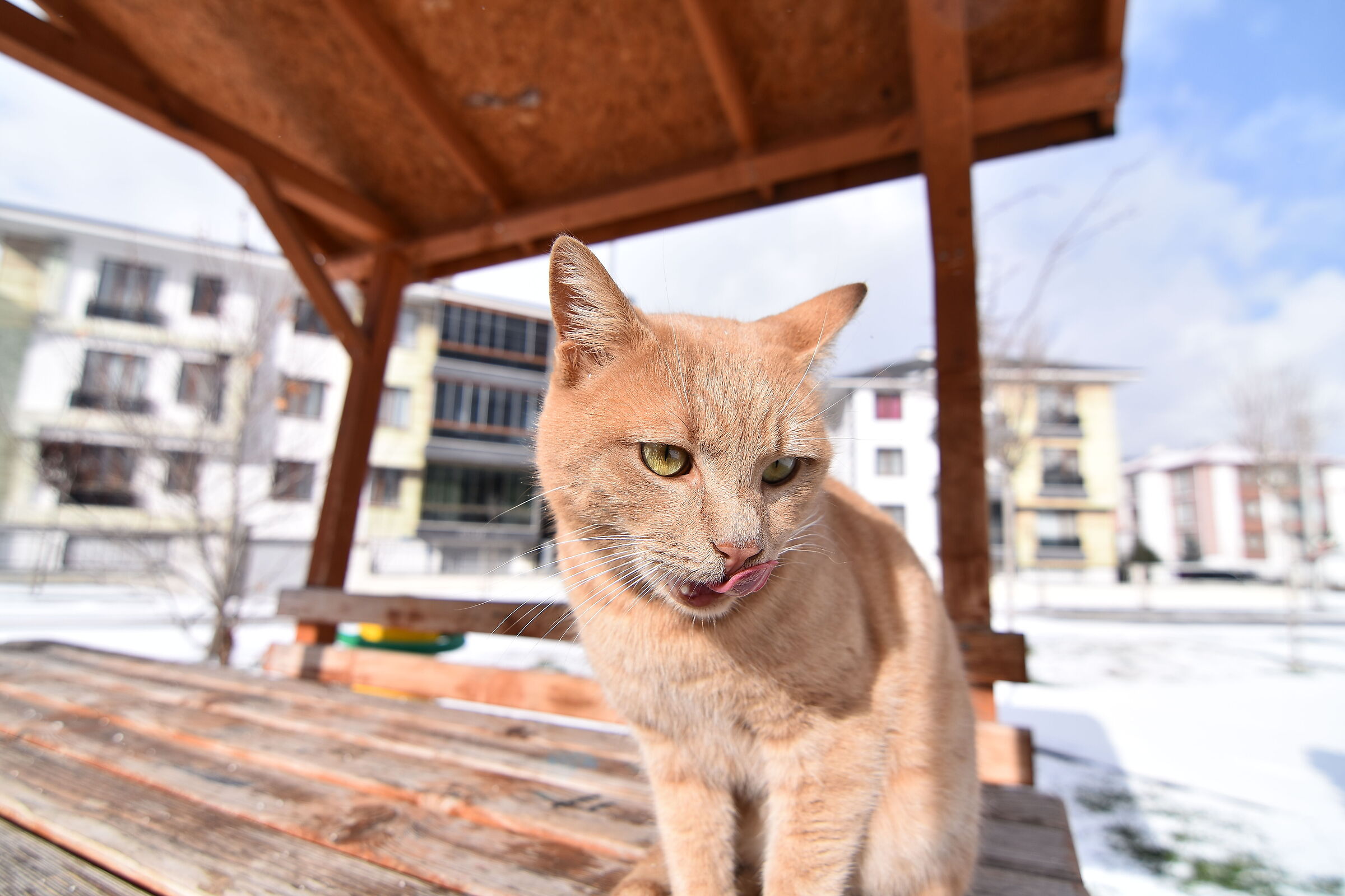 gatto 2