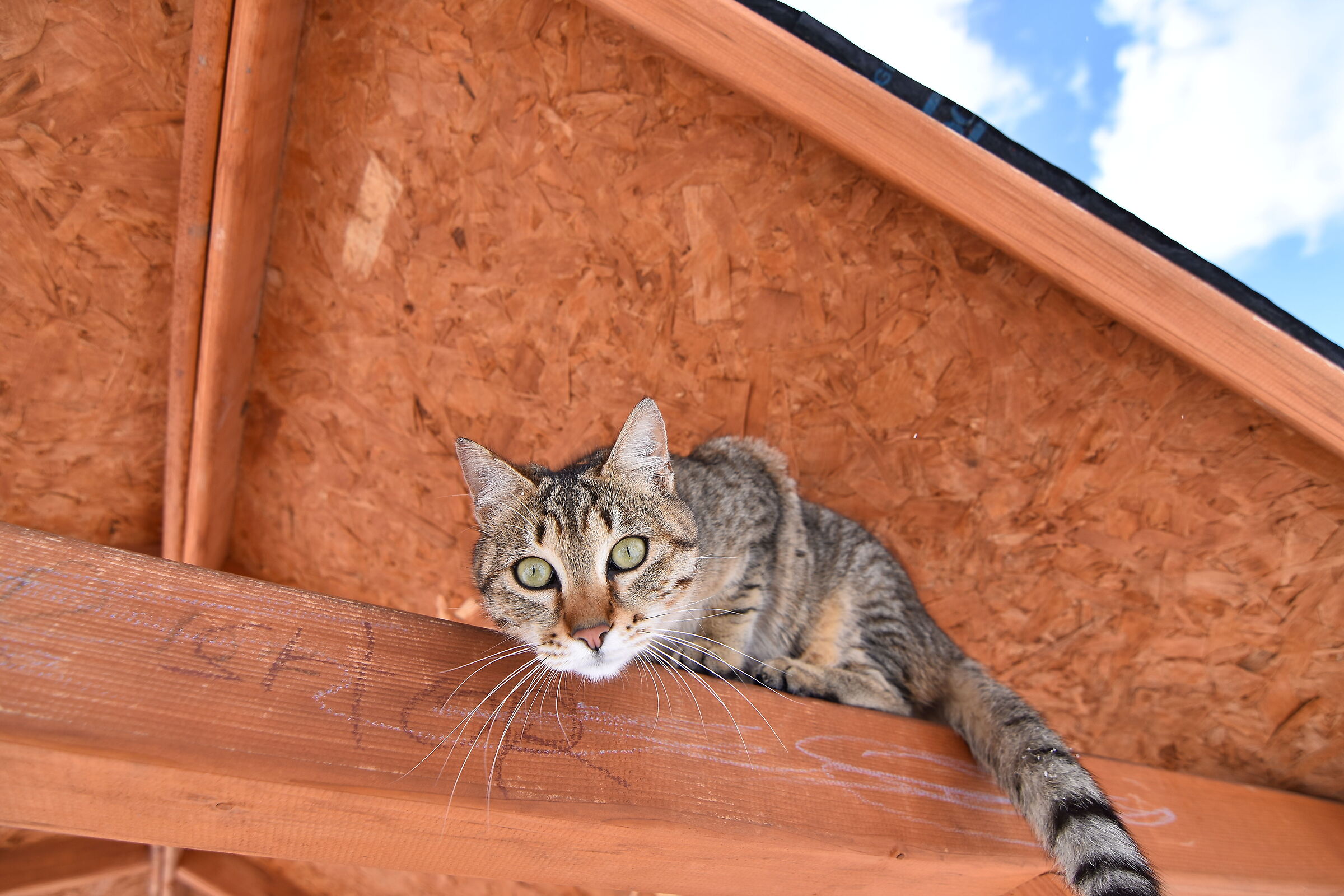 gatto 1