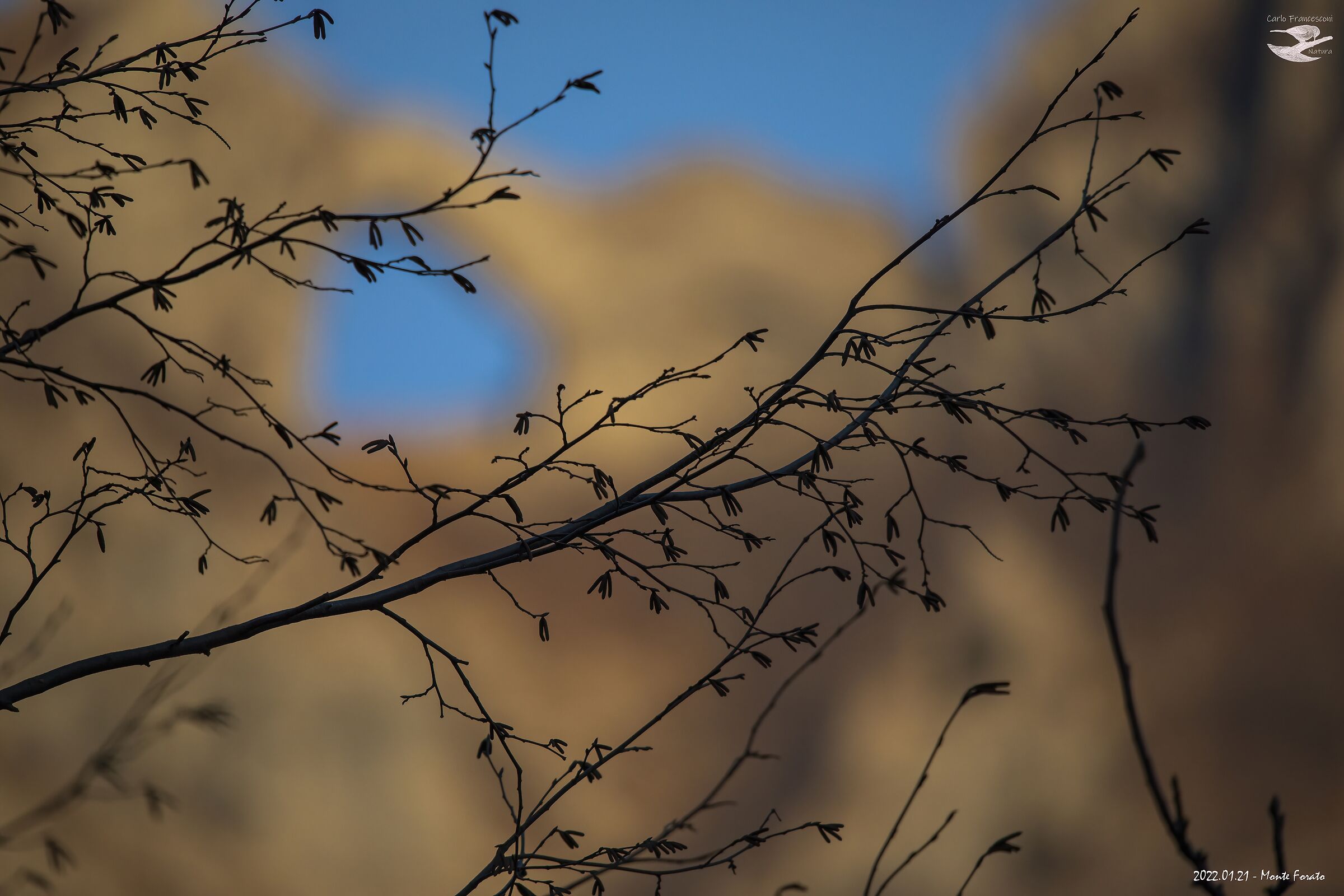 Perforated Silhouette