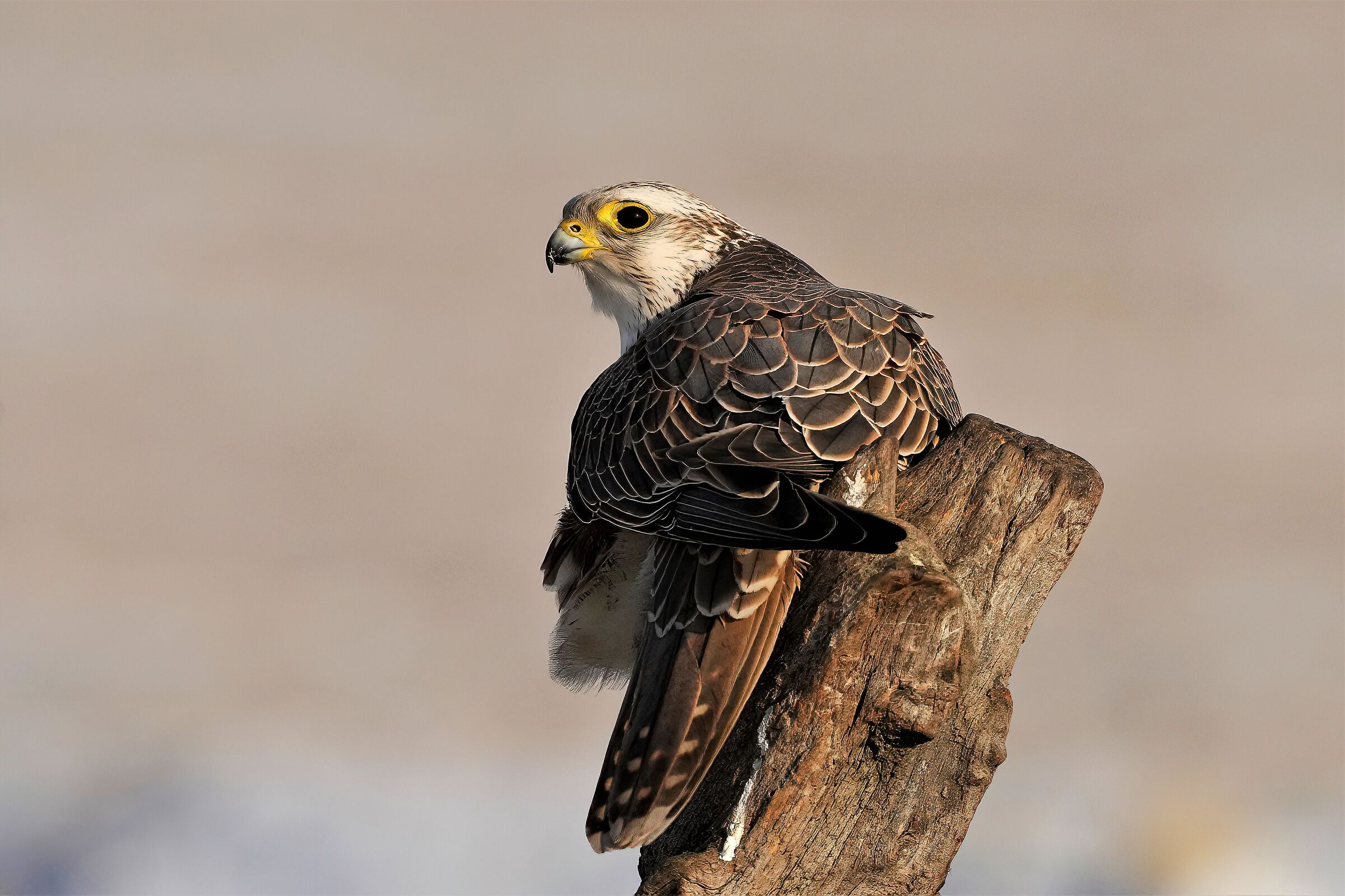 sacred falcon