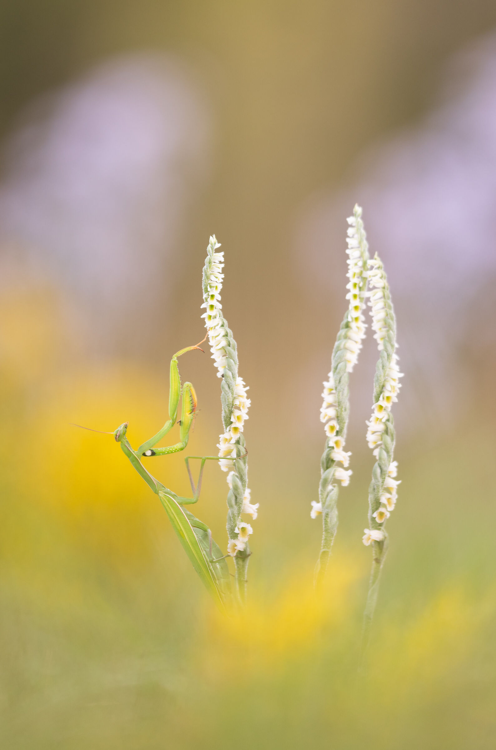 Mantis religiosa su Spiranthes spiralis