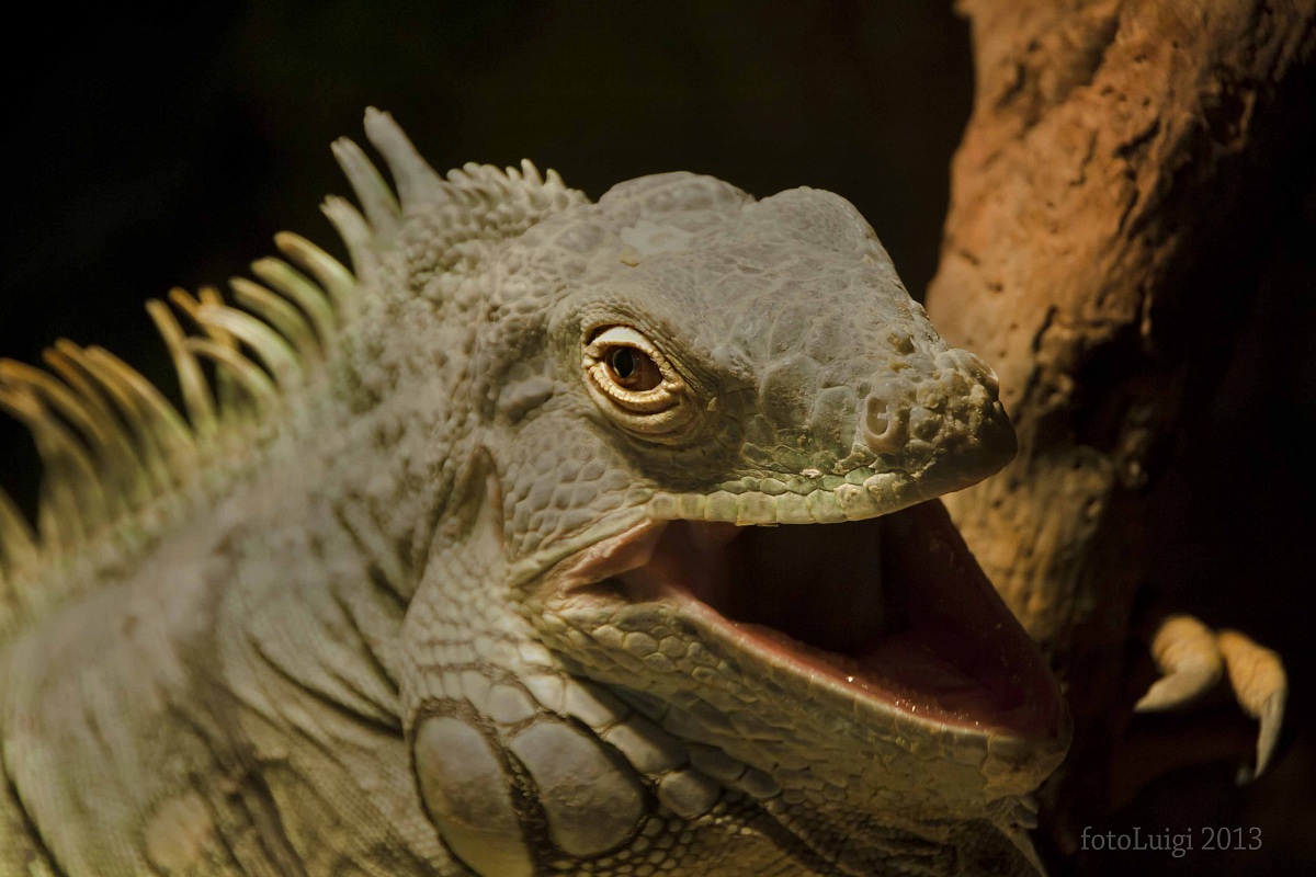 iguana