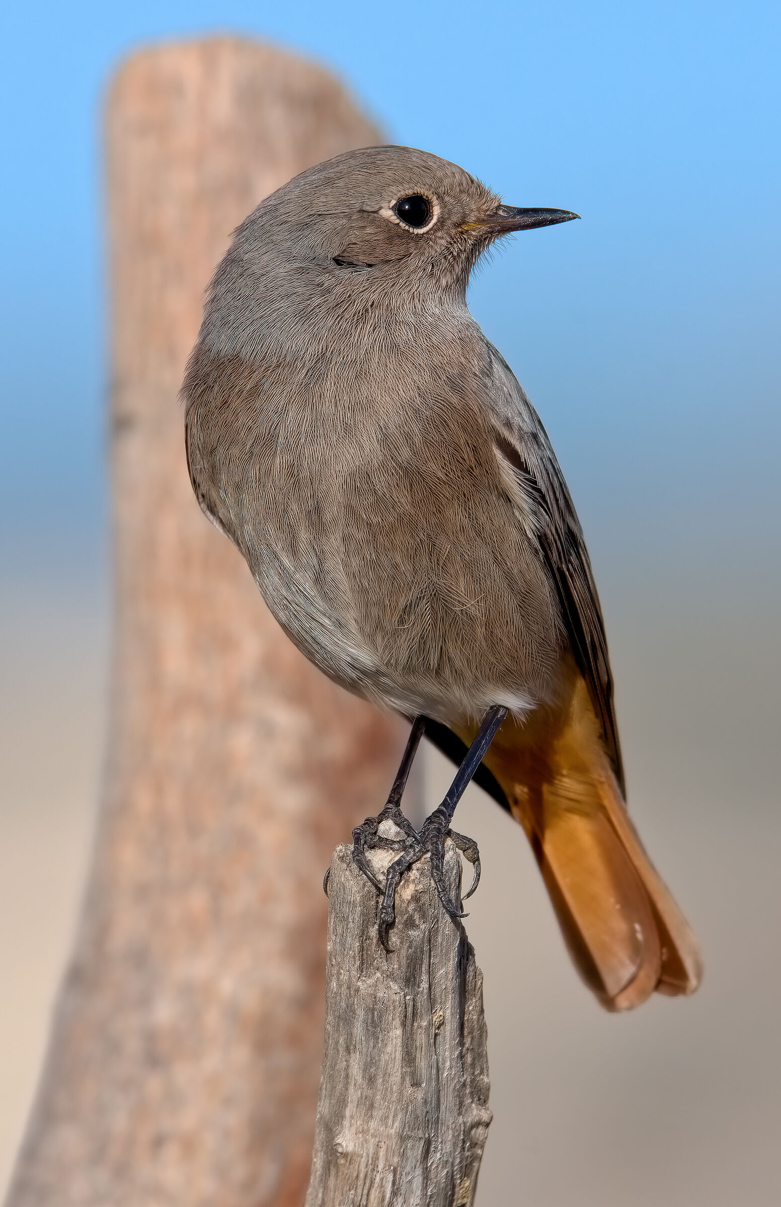 una femmina di codirosso spazzacamino come amica...