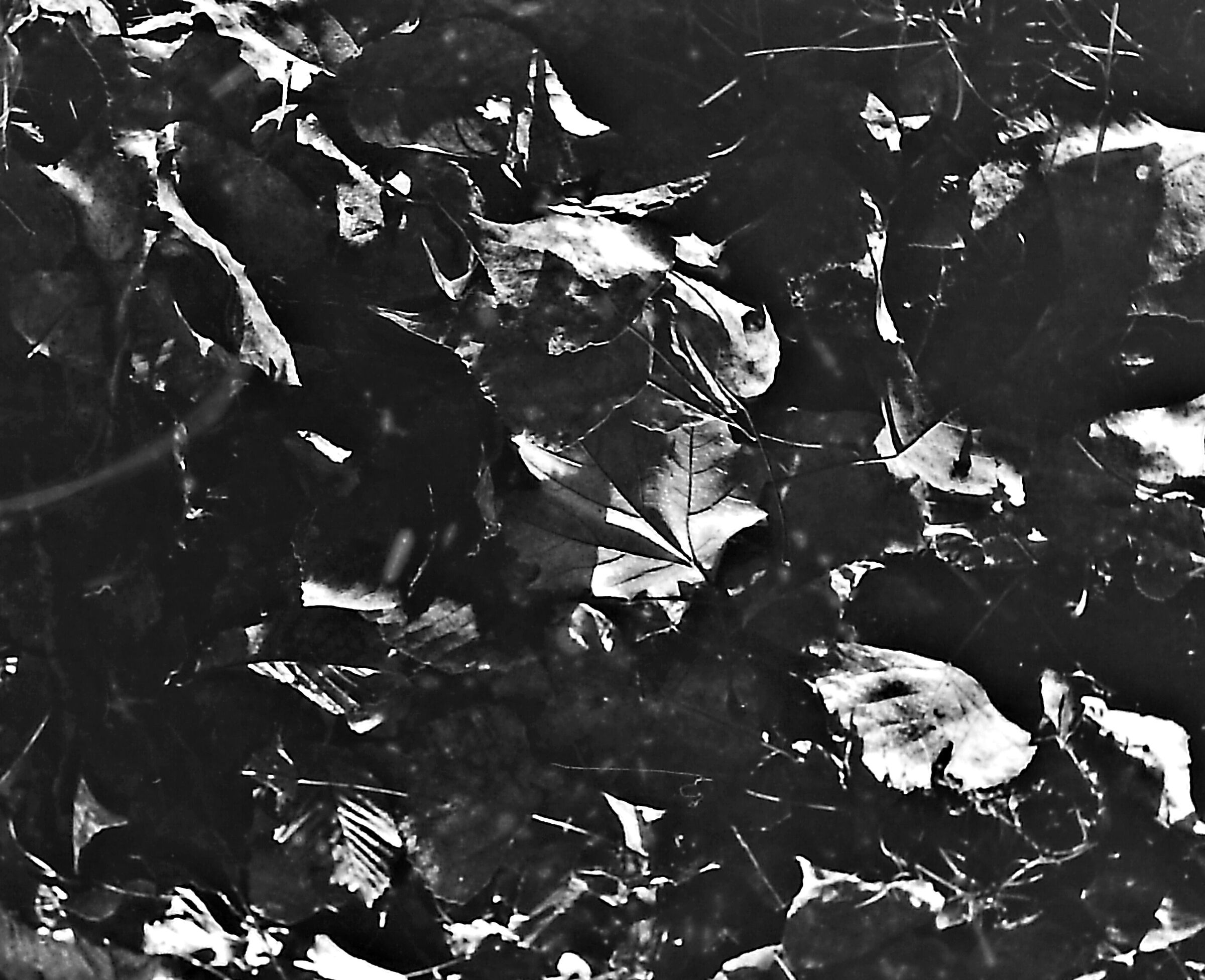 Passeggio sul fiume con una Nikon F3