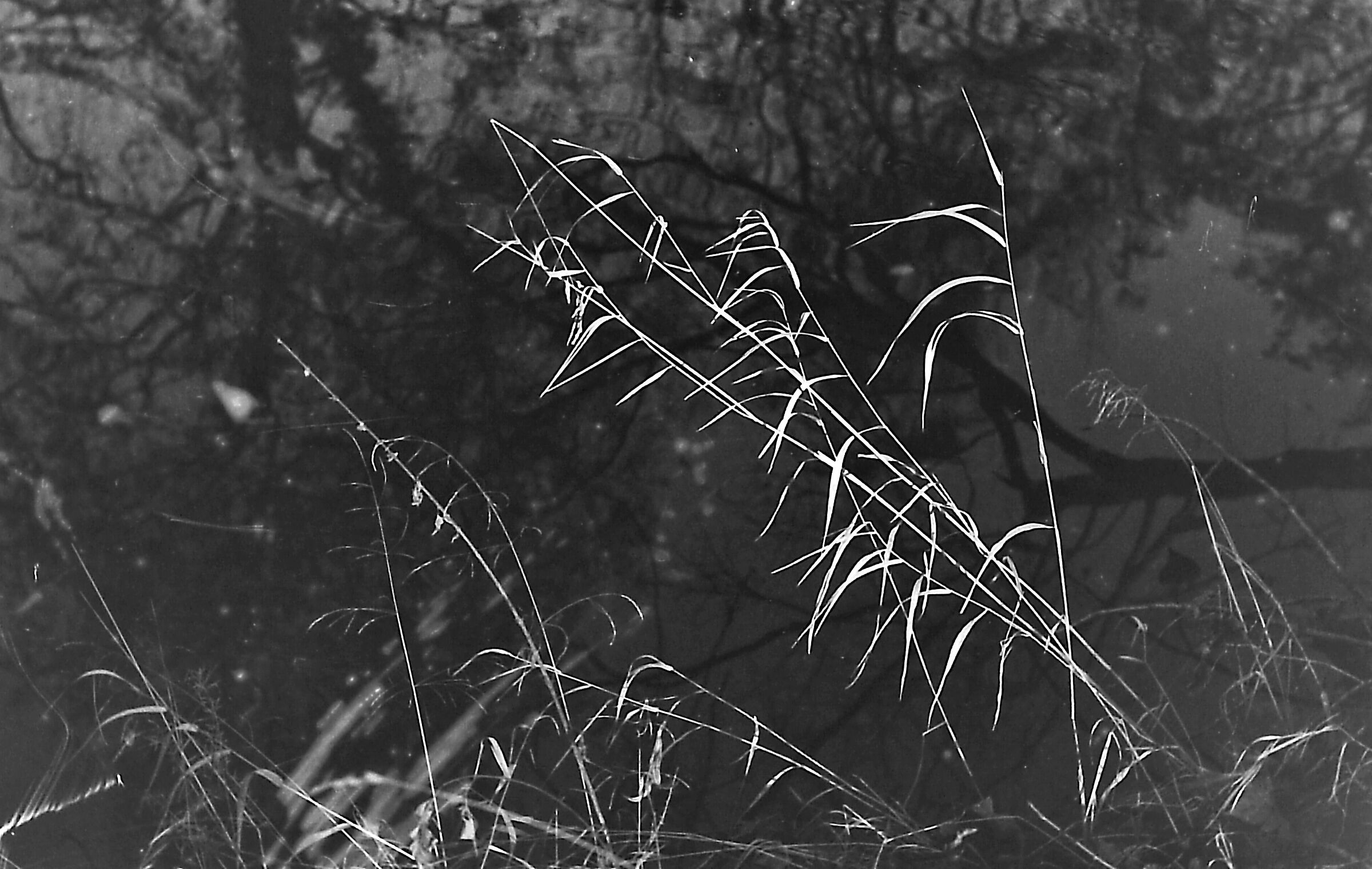 Passeggio sul fiume con una Nikon F3