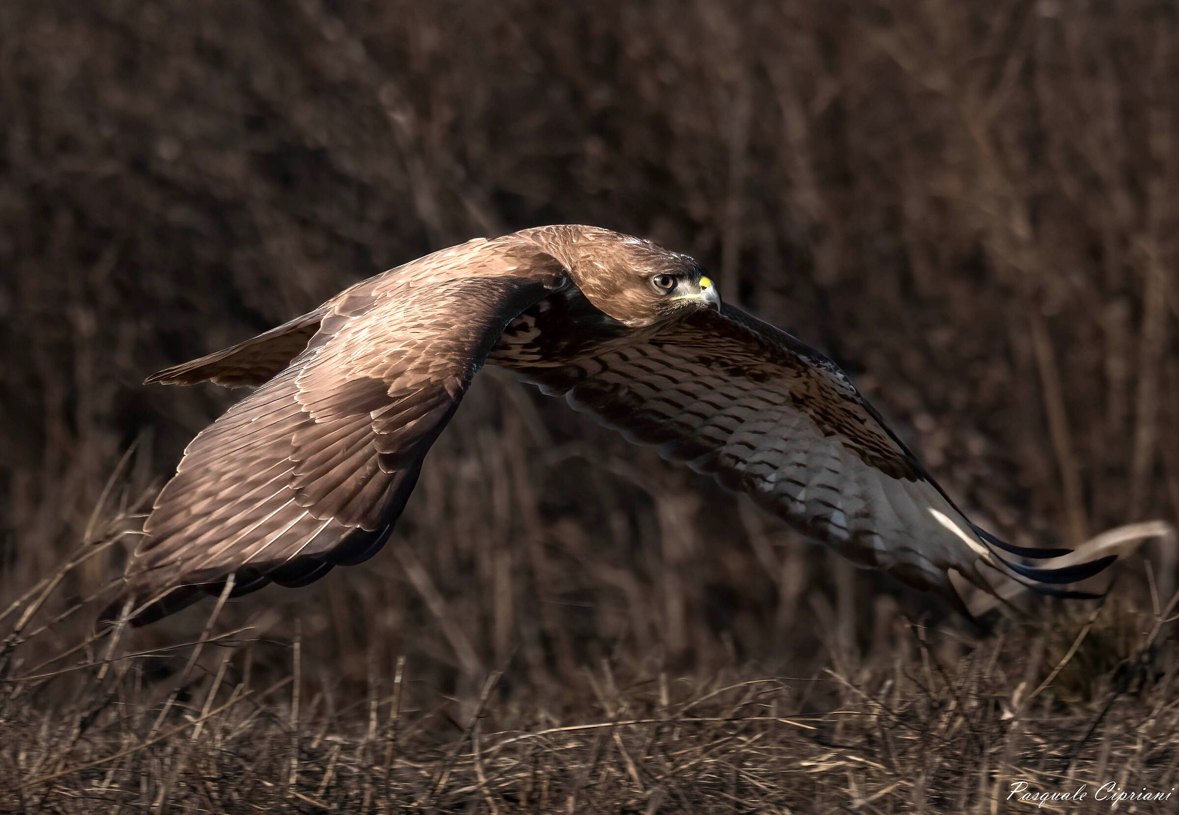 Volo radente della Poiana