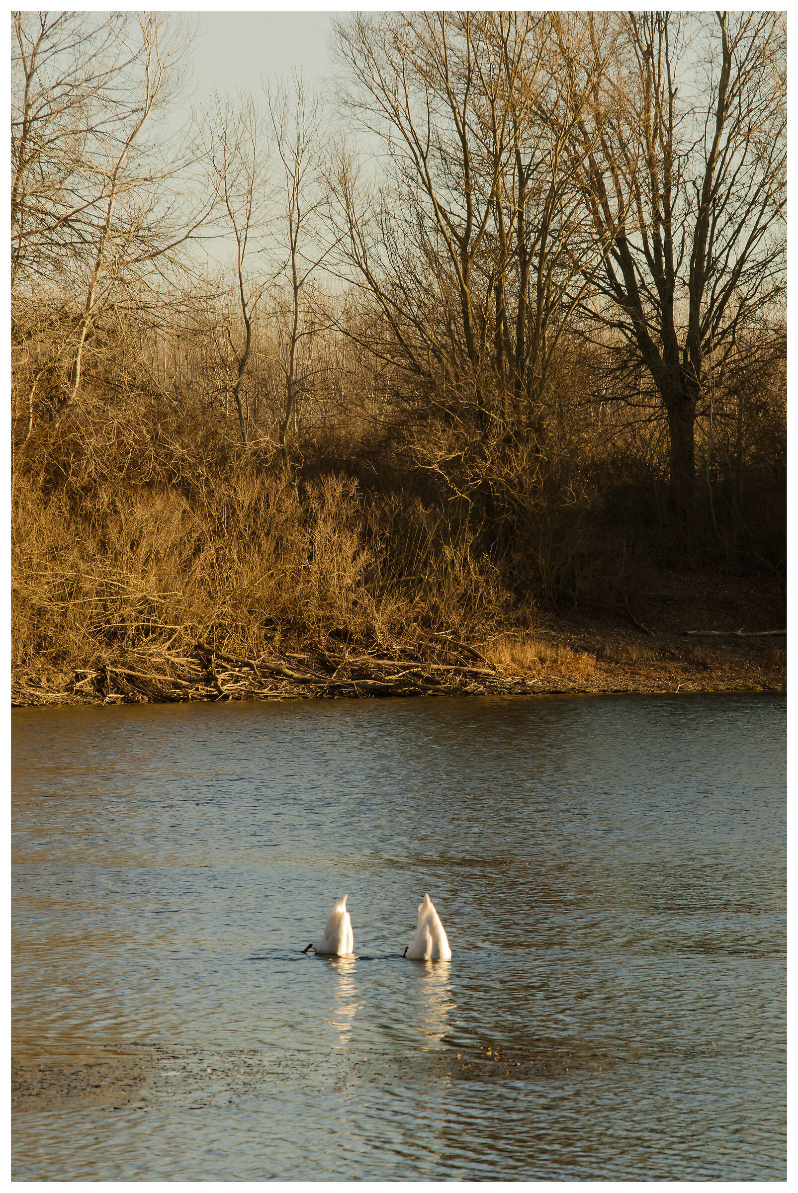 SYNCHRONIZED SWIMMING... SWANS