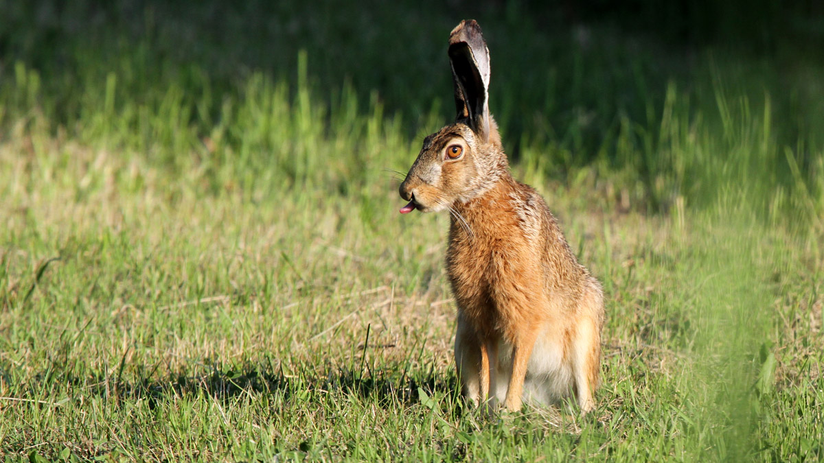 La Pernacchia della Lepre