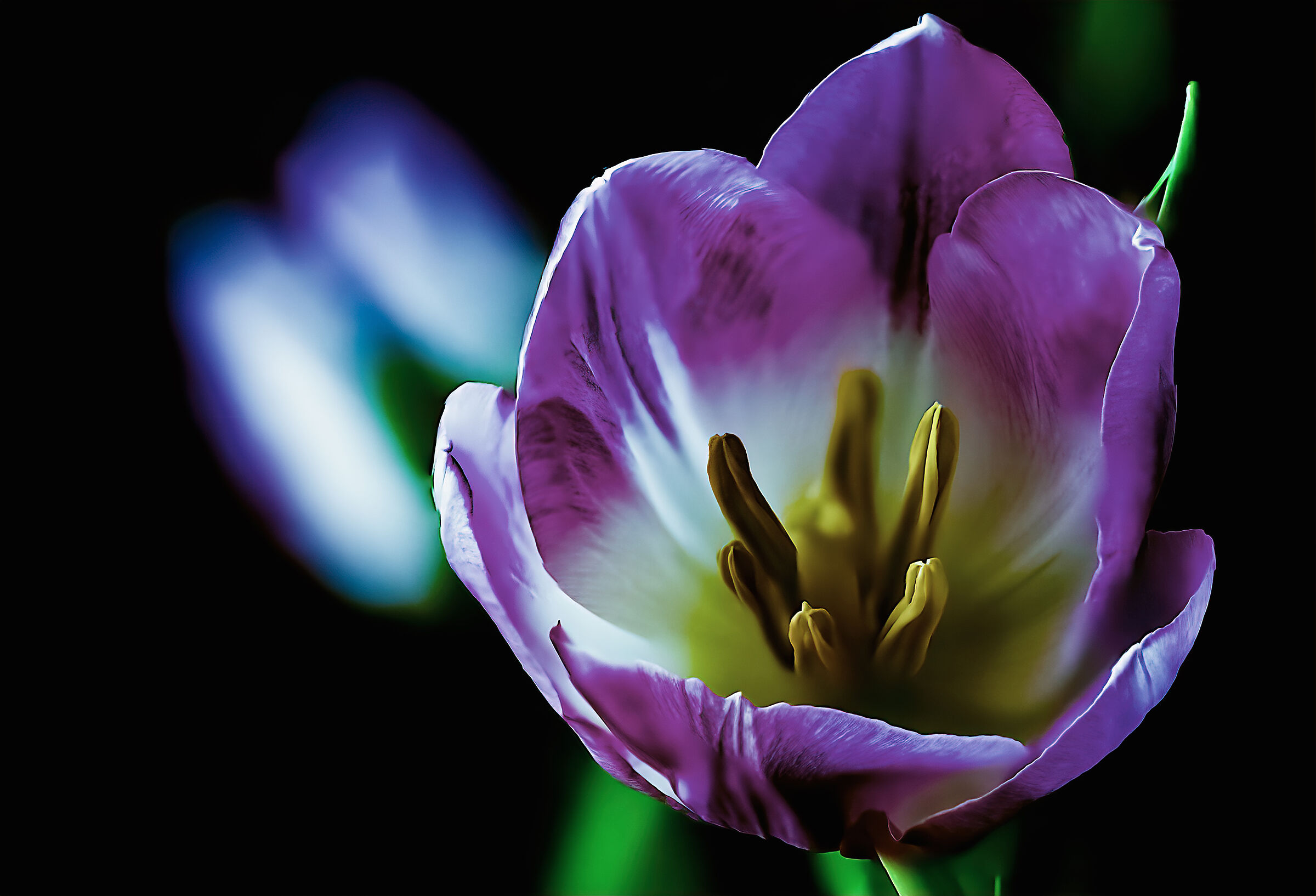 In un fiore.............