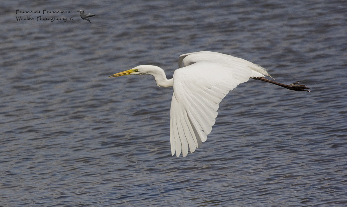 Airone bianco maggiore