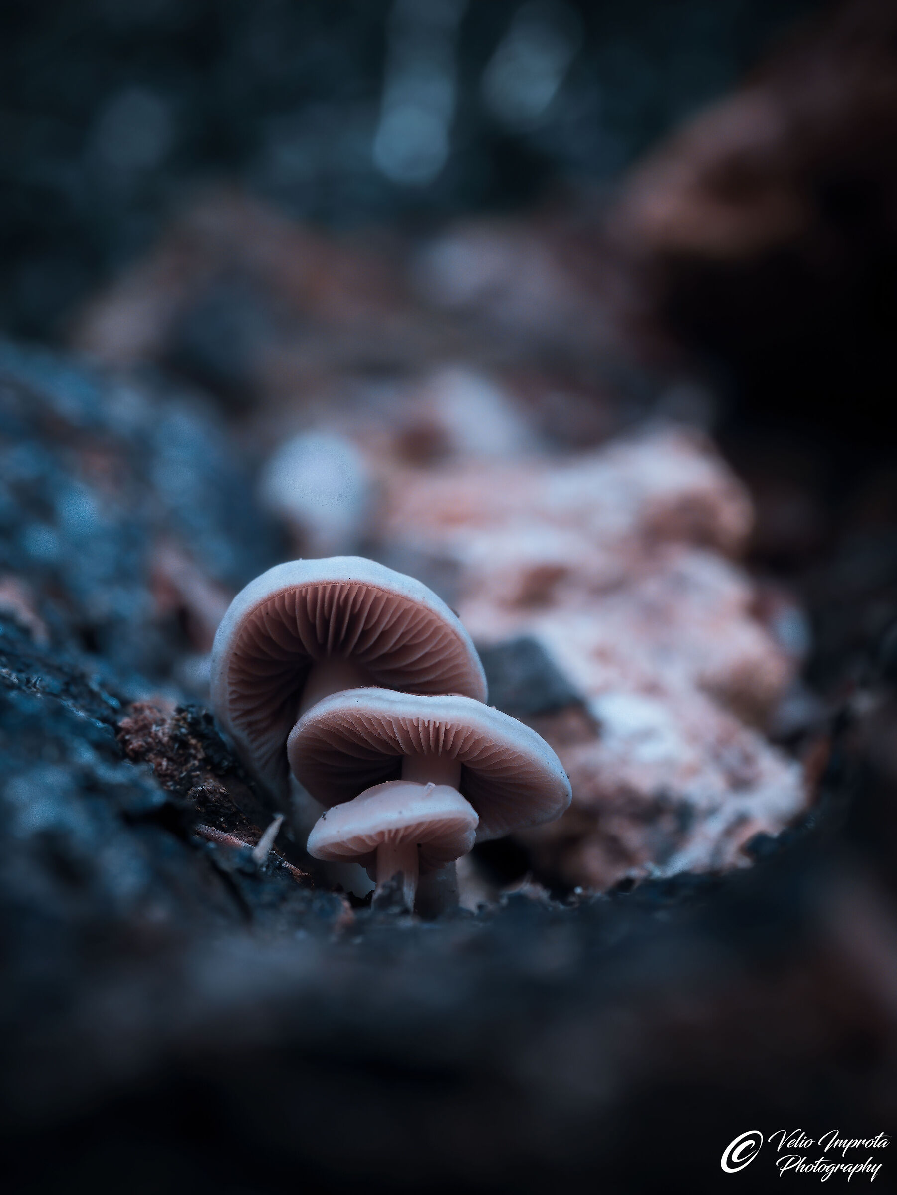 The magnificent three