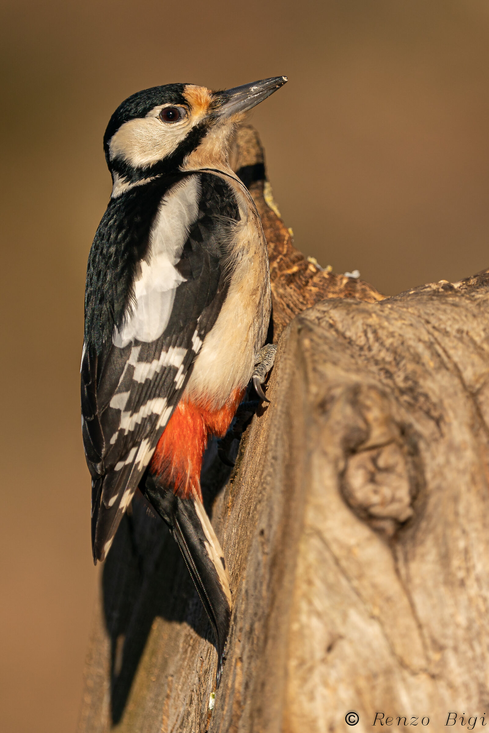 Picchio rosso maggiore