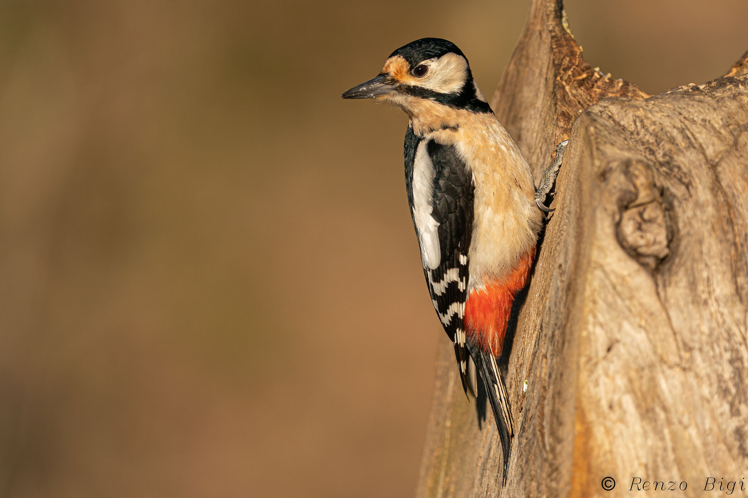 Picchio rosso maggiore