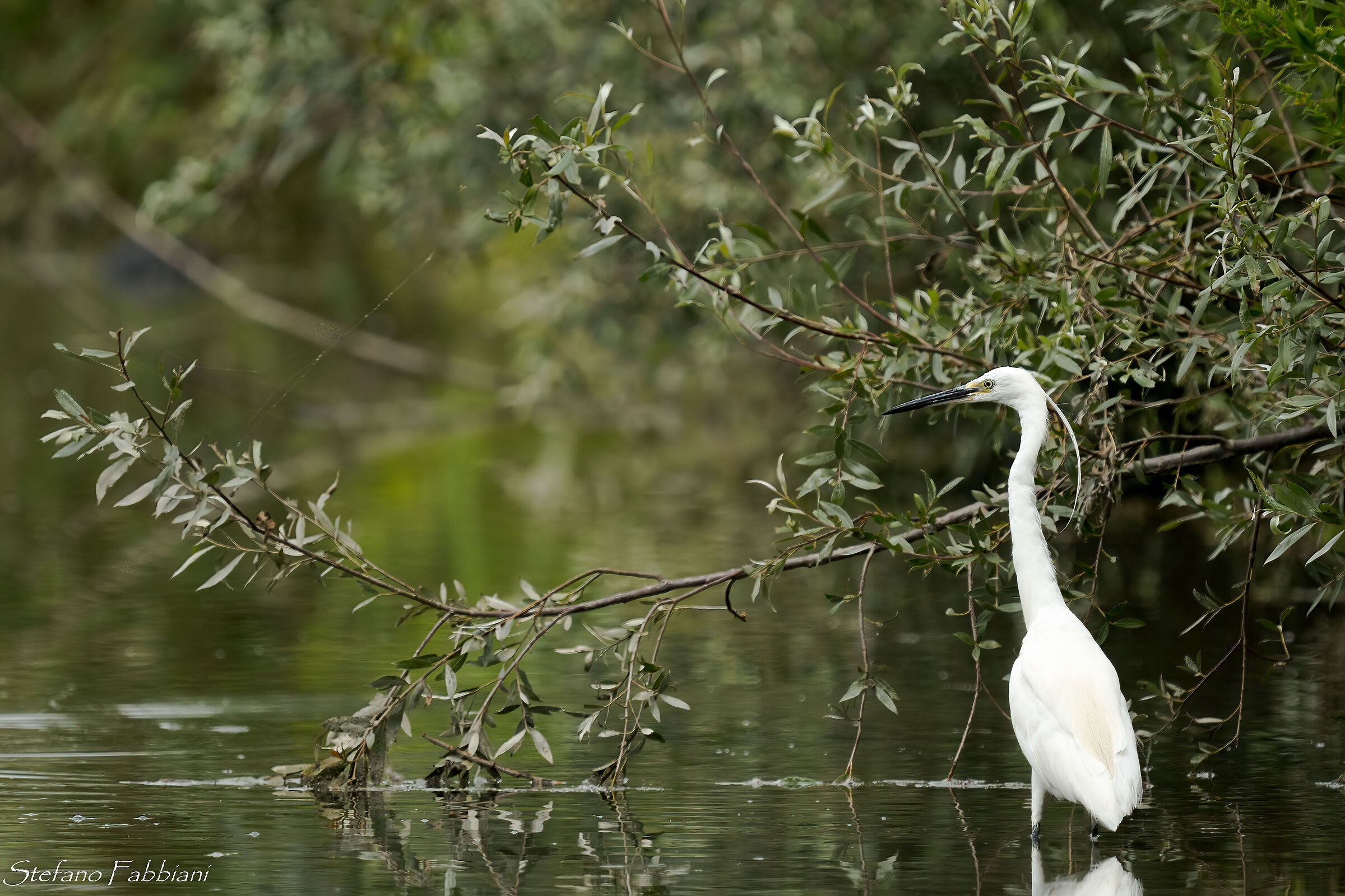 Egret