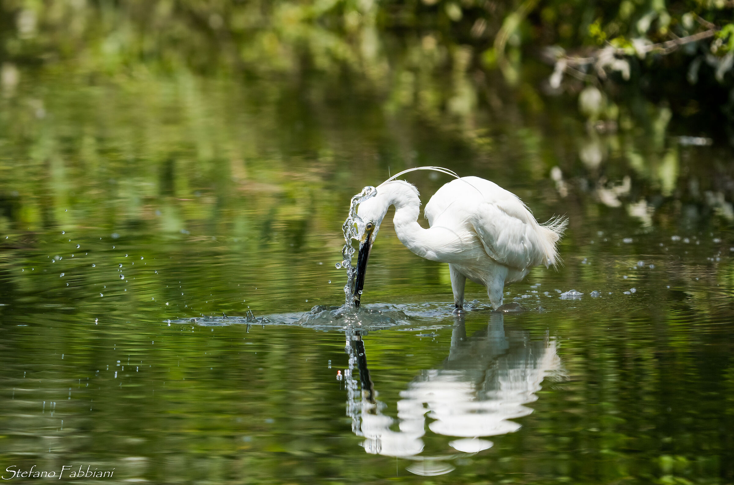 Fishing egret