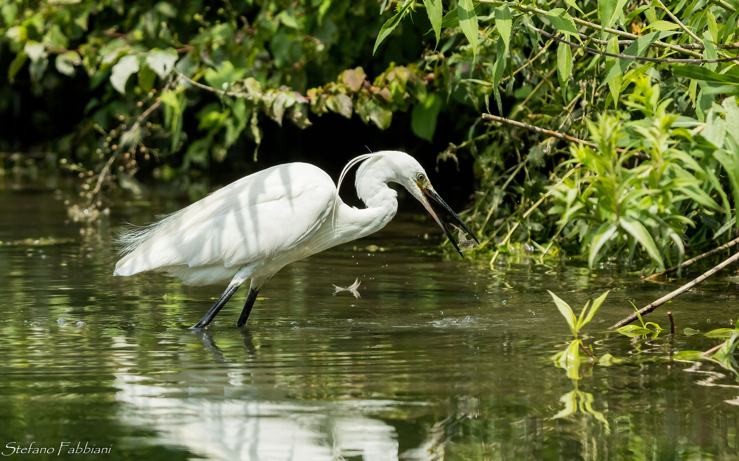 Fishing egret 2