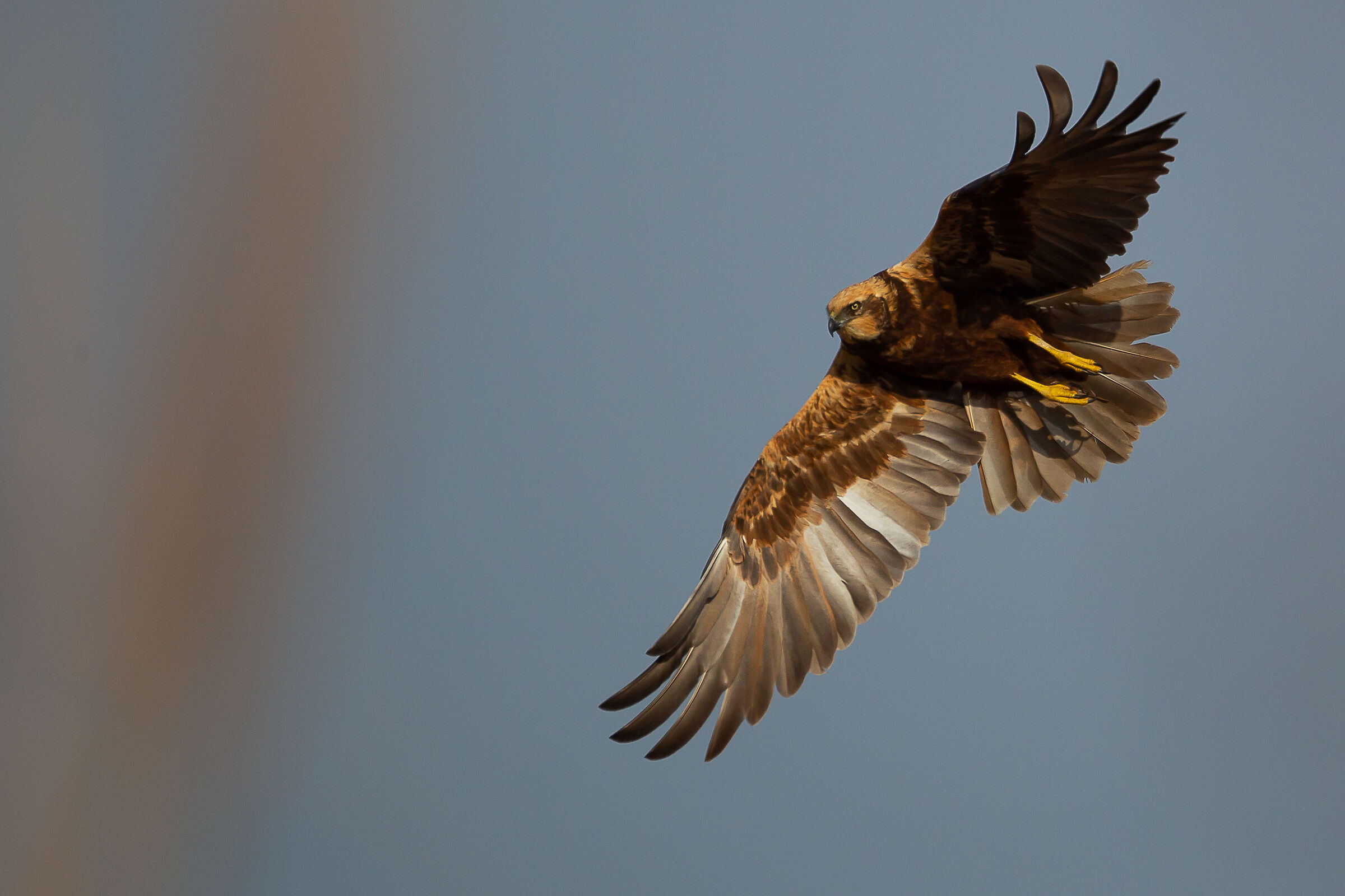 Marsh falcon in turn