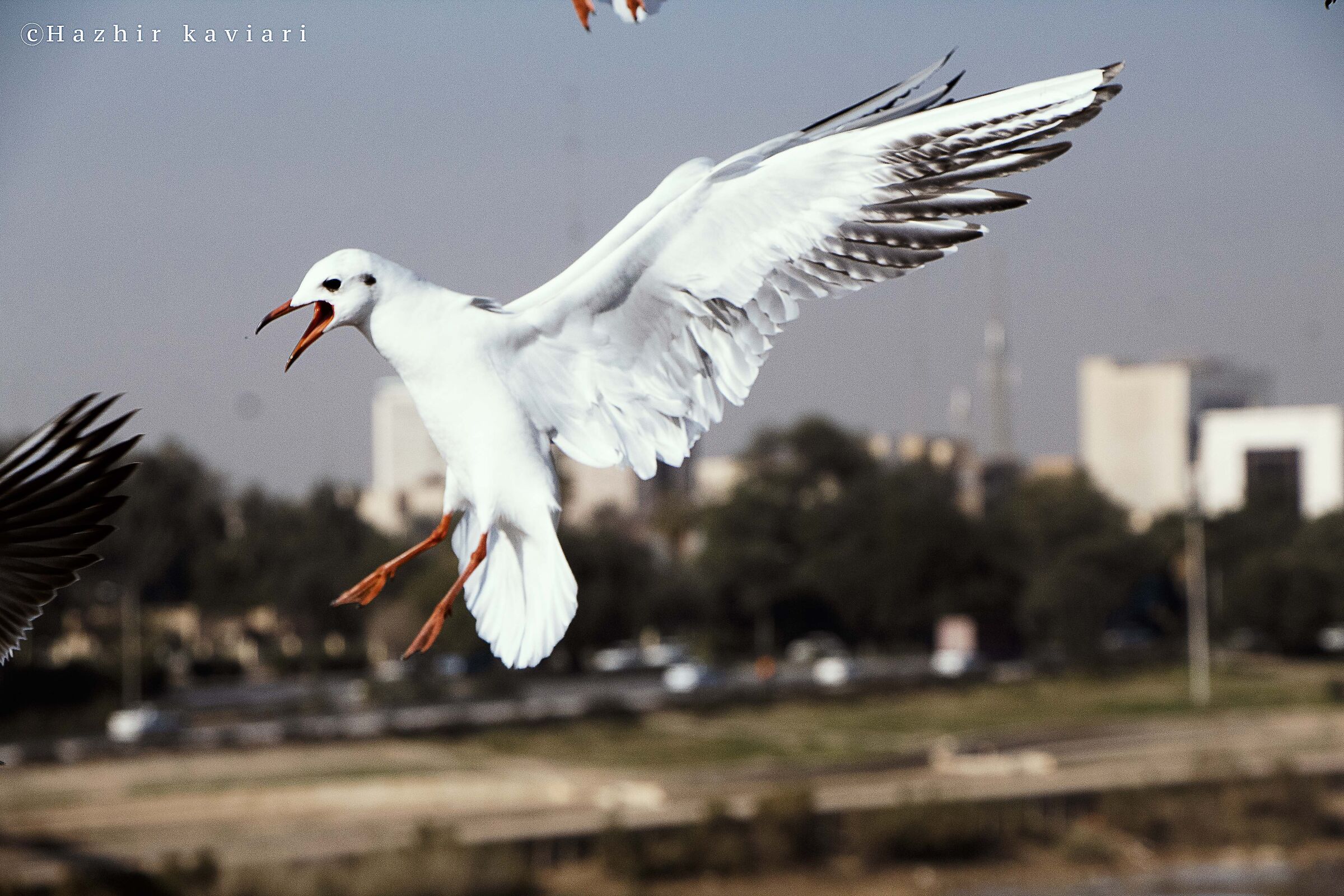 Common gull