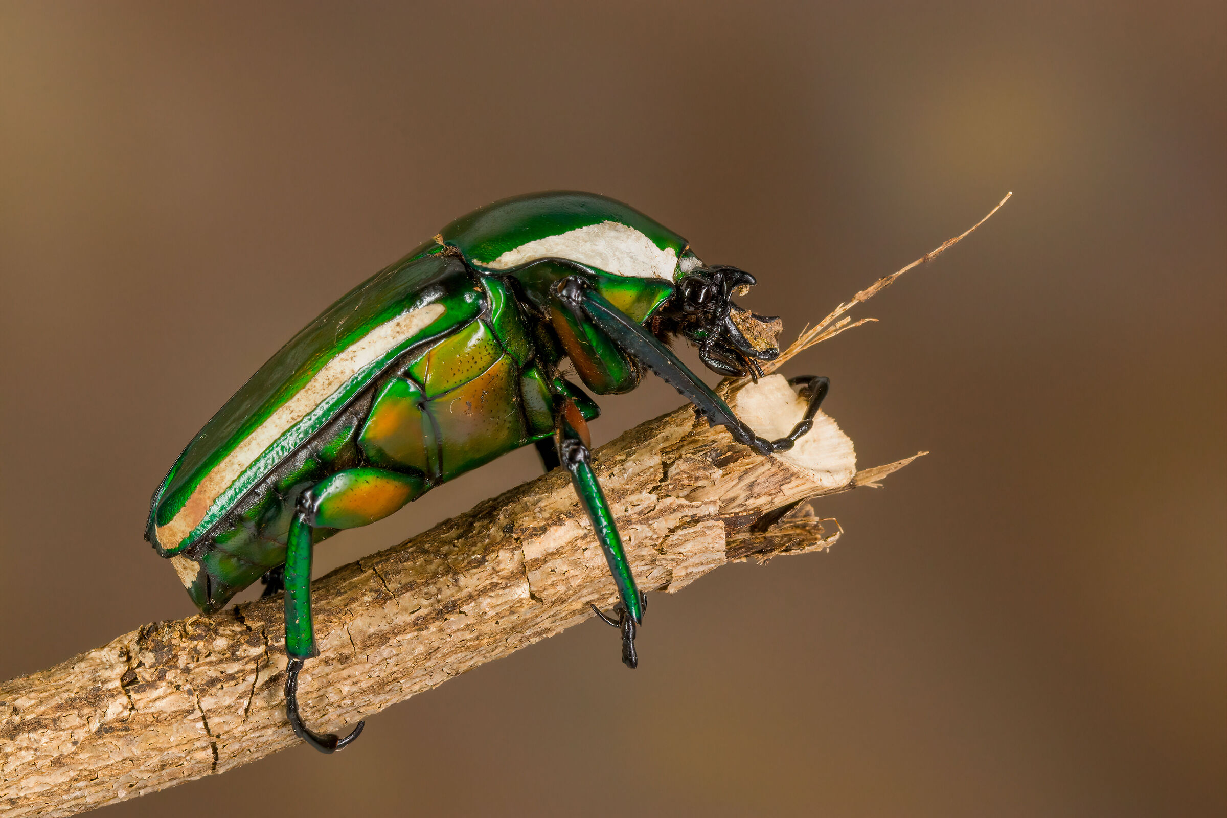 Giant Emerald Fruit Chafer (2022)