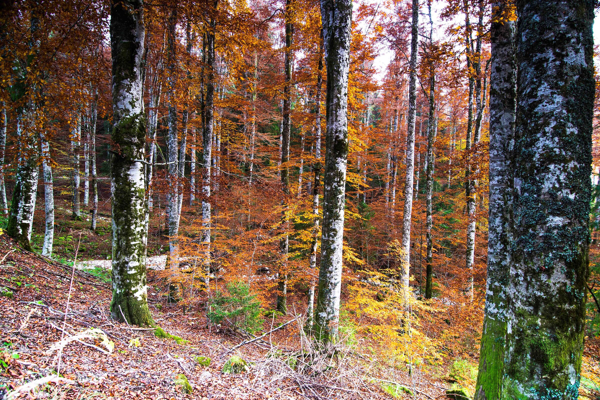Cansiglio Forest - autumn
