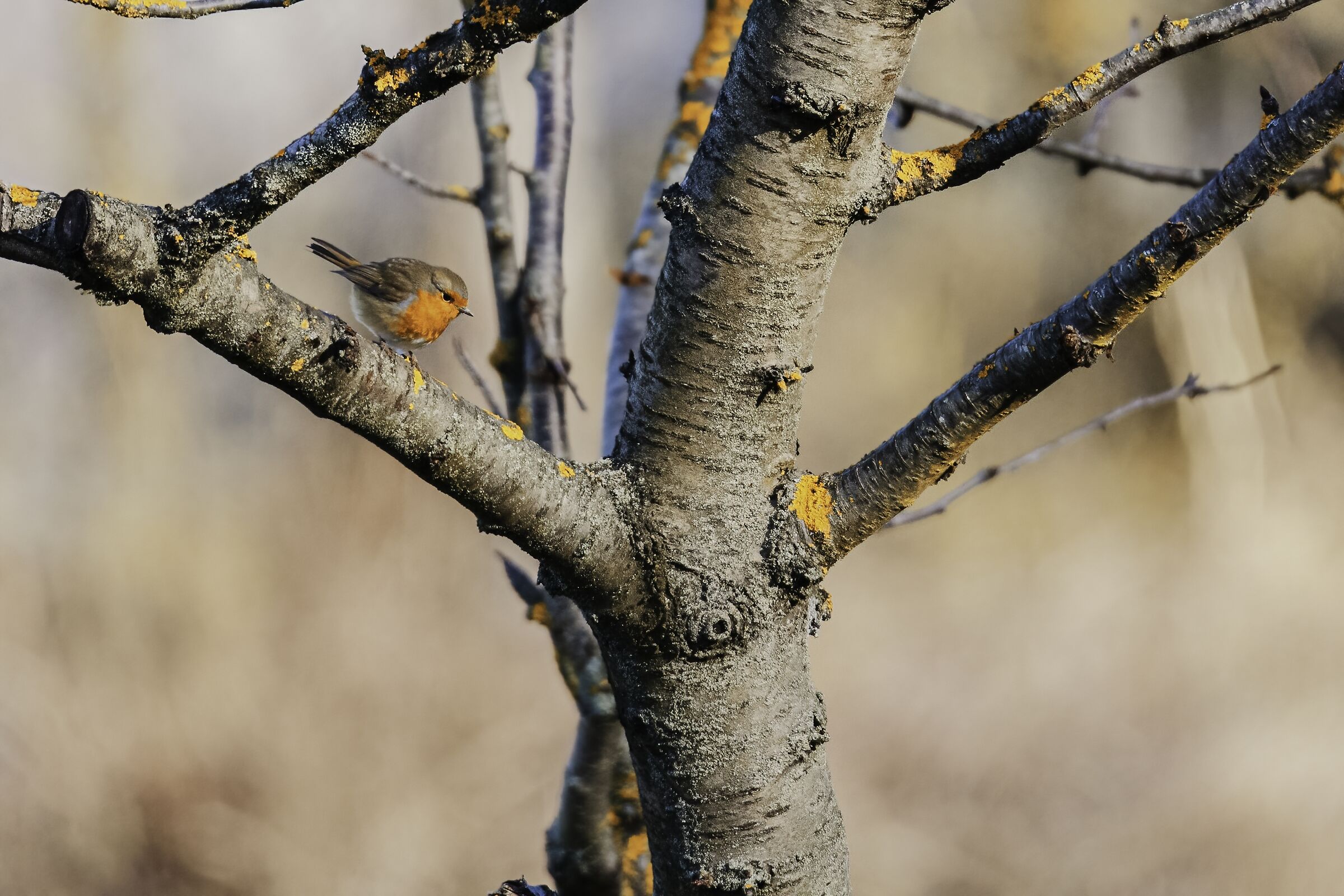 "Occhi Grandi" sul ciliegio