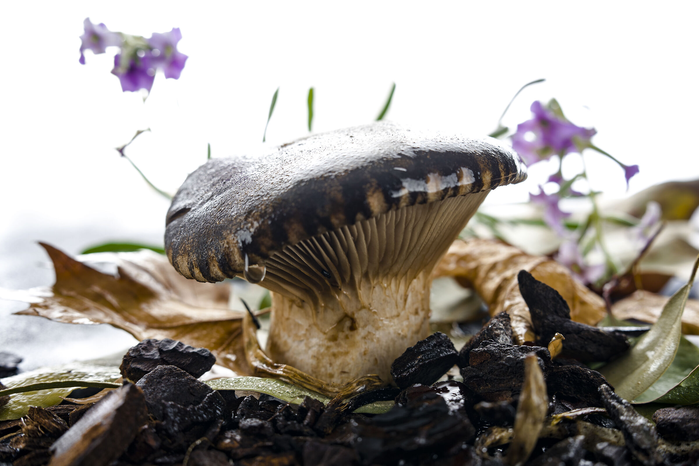 Pleurotus eryngii