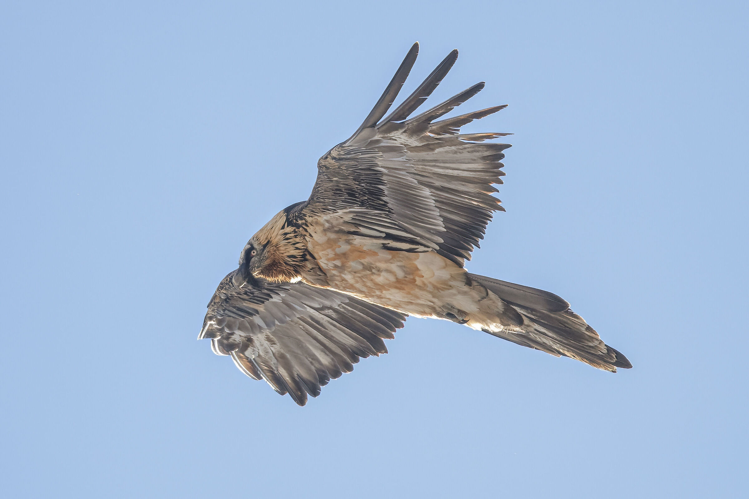 Bearded Vulture