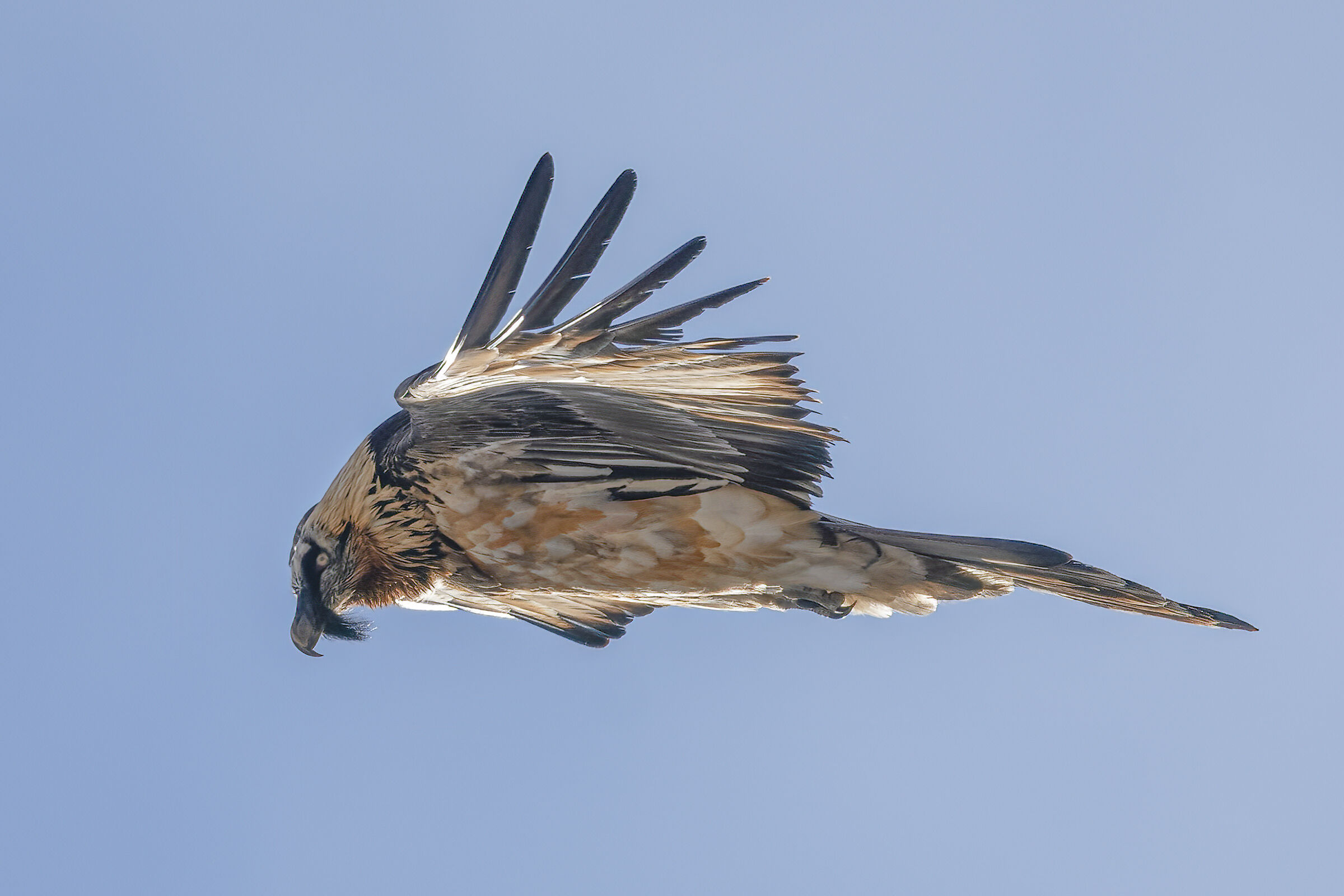 Bearded Vulture