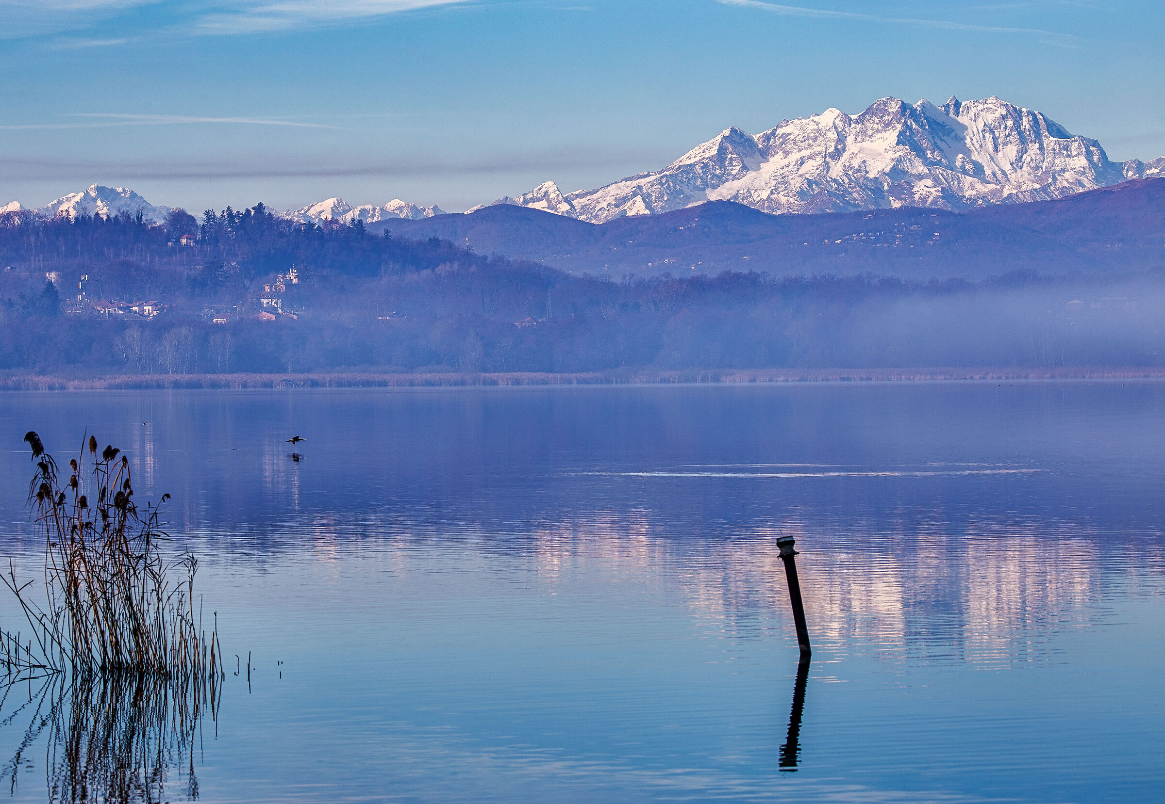 His Majesty the Pink