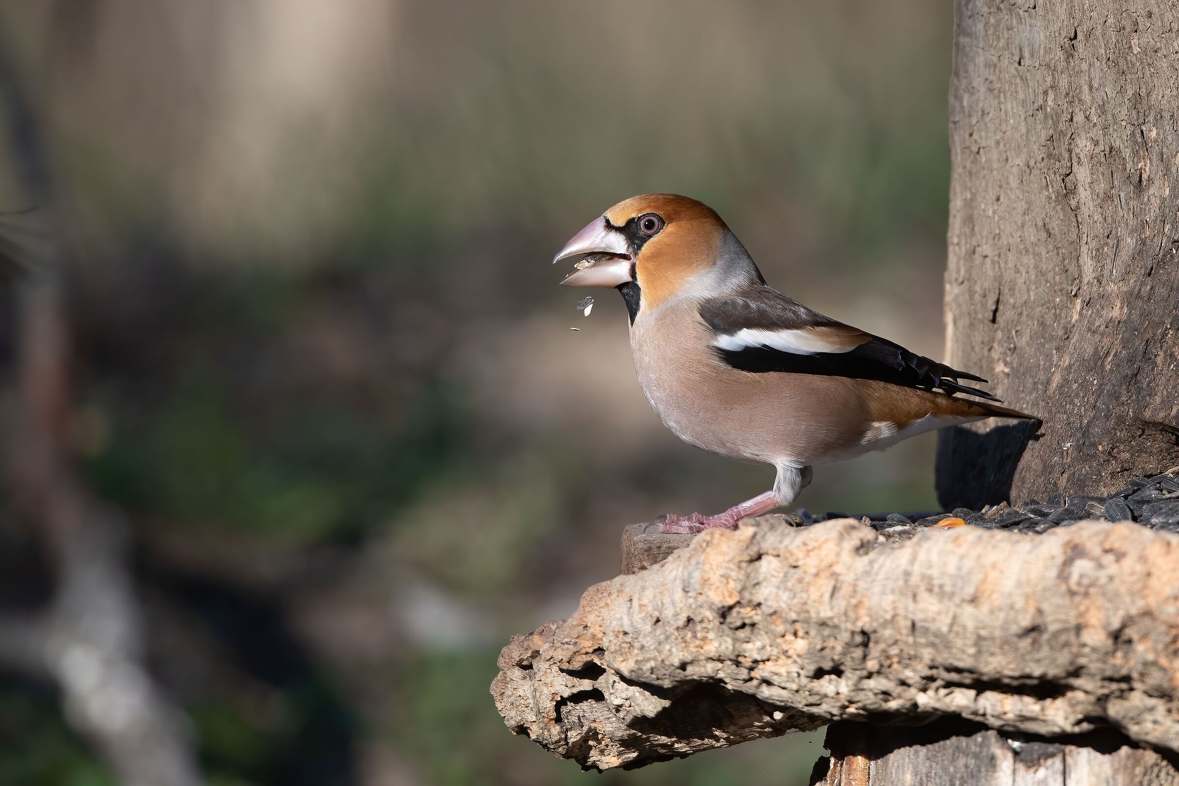 Hawfinch