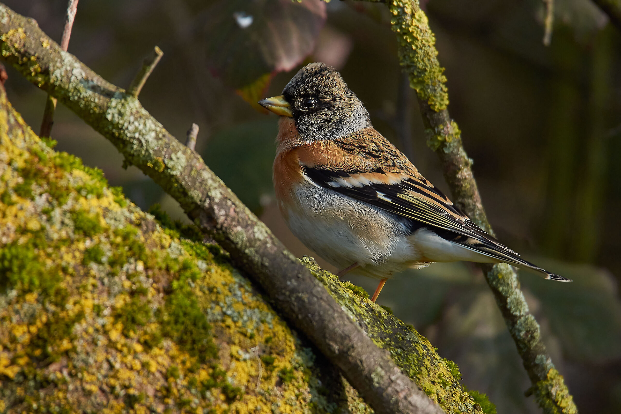 Brambling