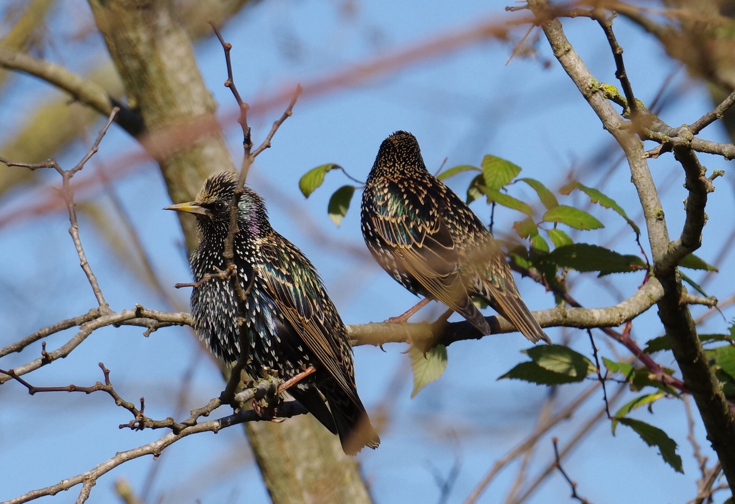 Quello mio... sempre distratto !!!