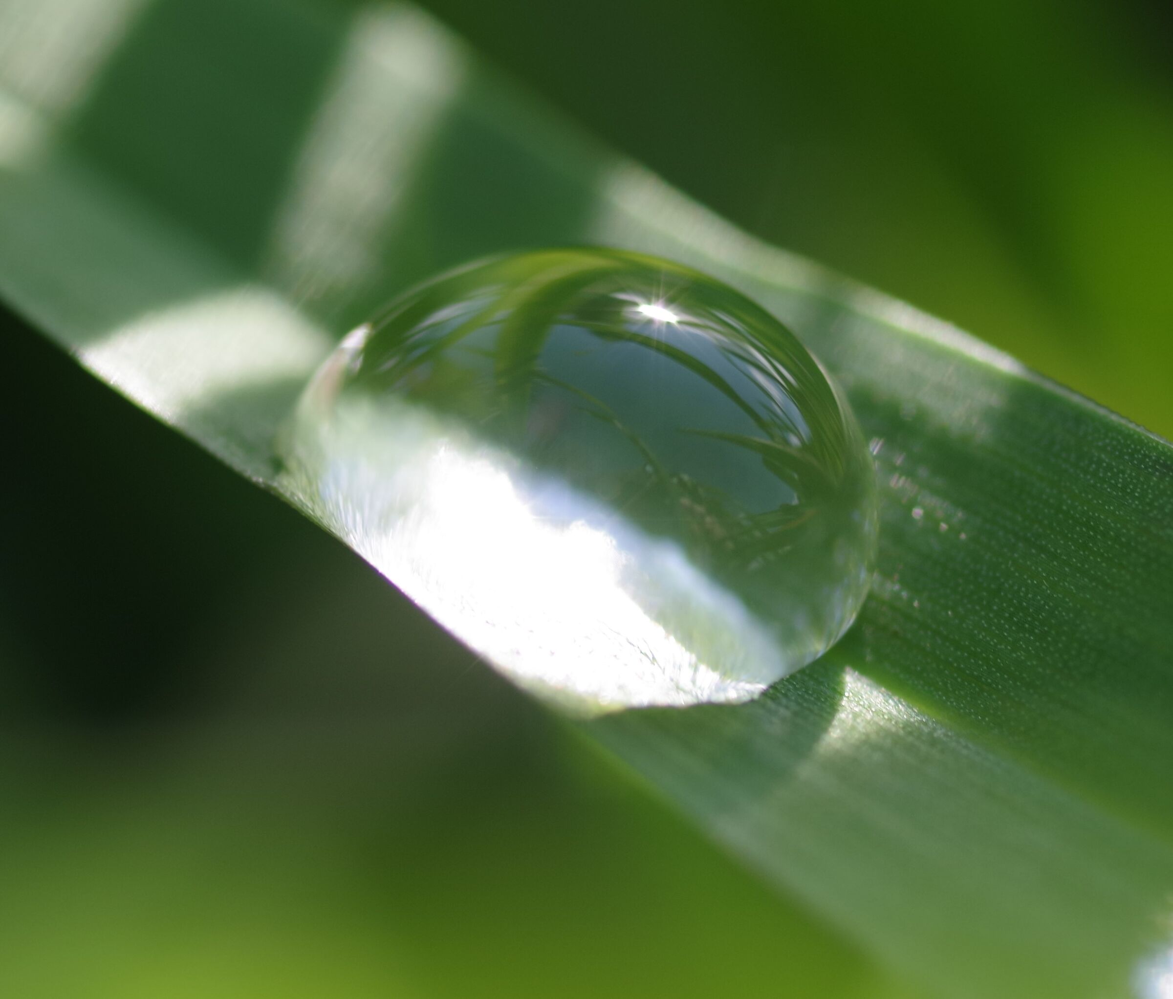 Water is alive (and makes us live)