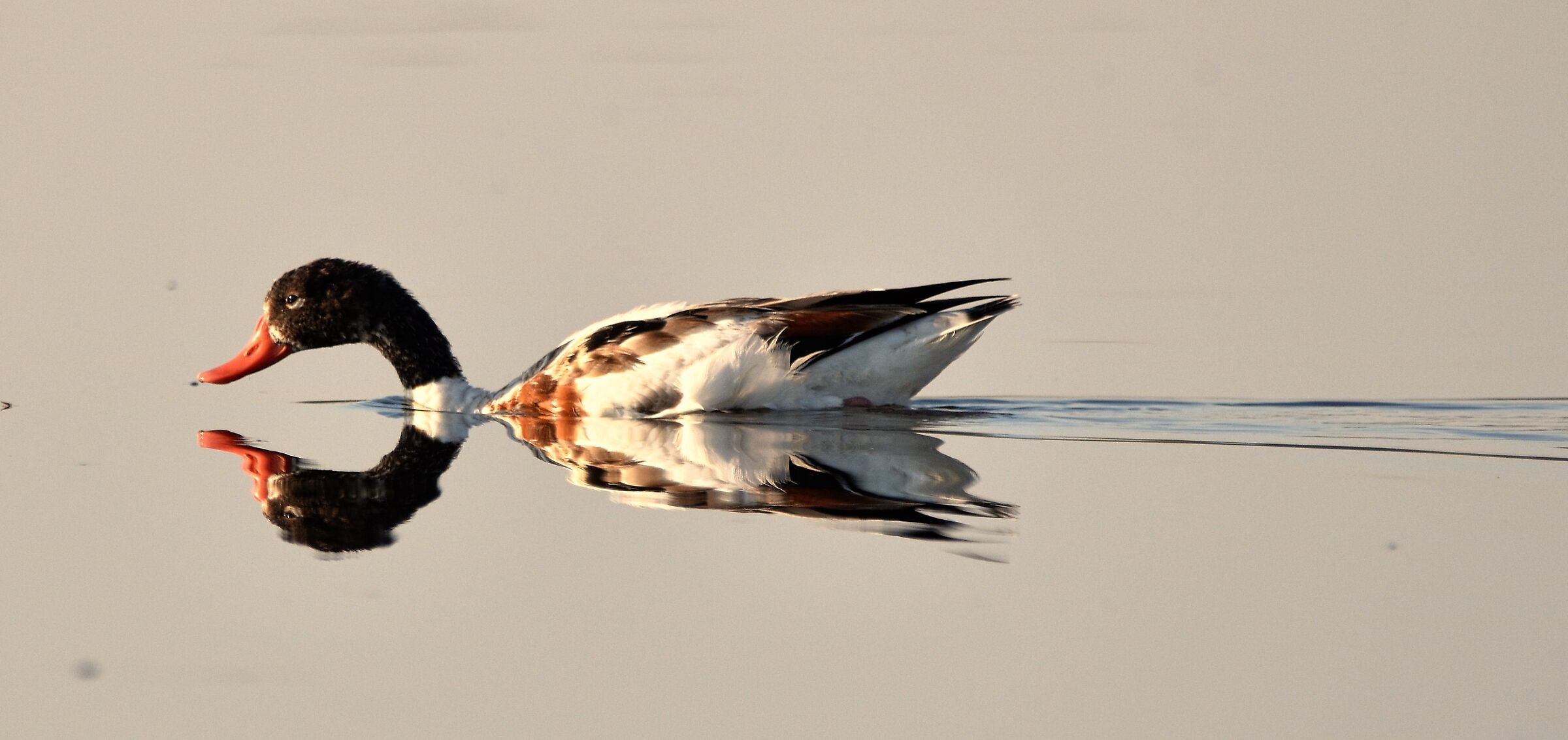Common shelduck.... Reflected