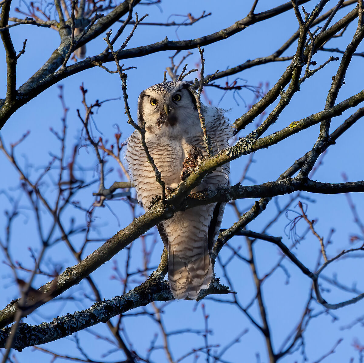 Howling with prey (Surnia ulula)