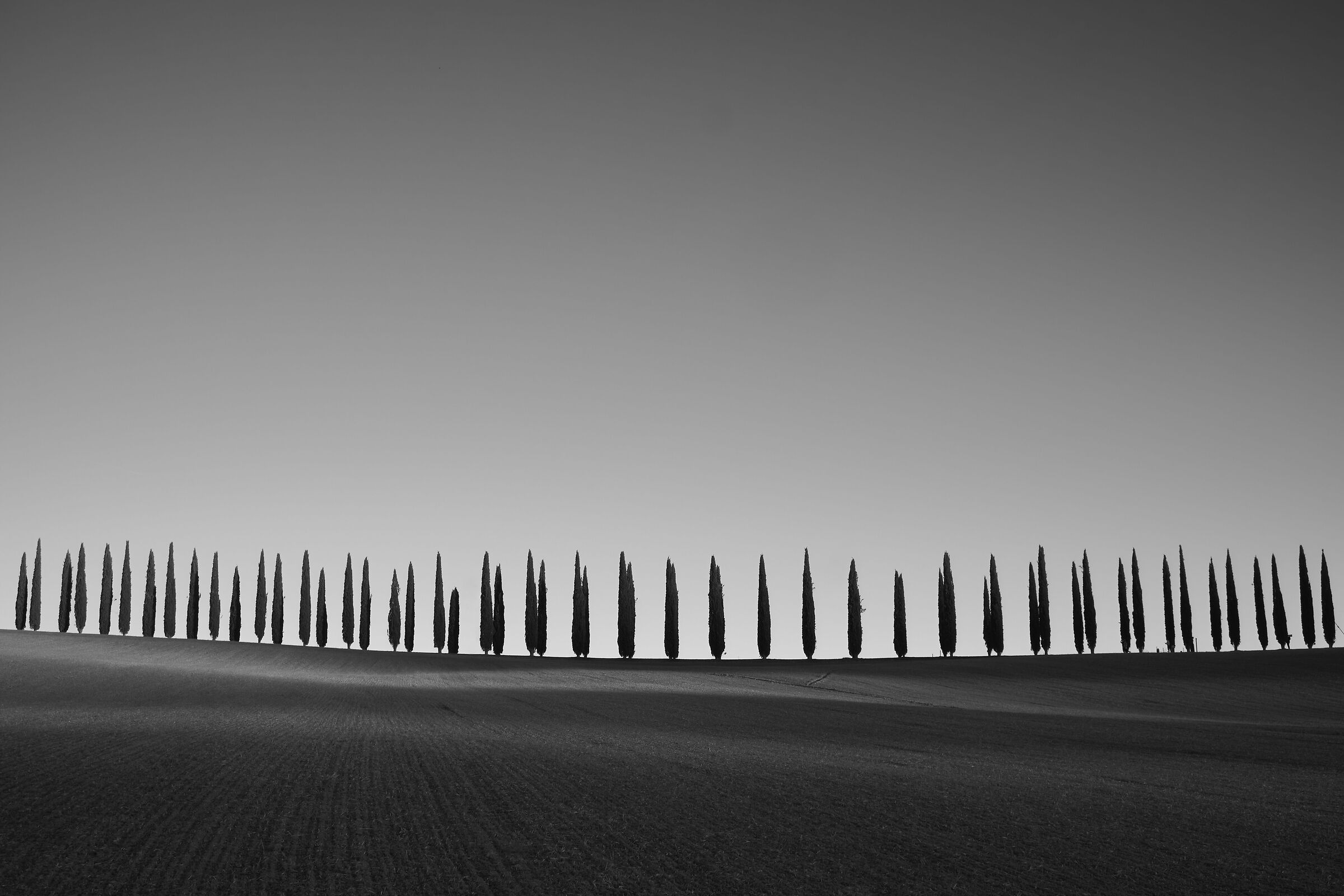 Cipressi