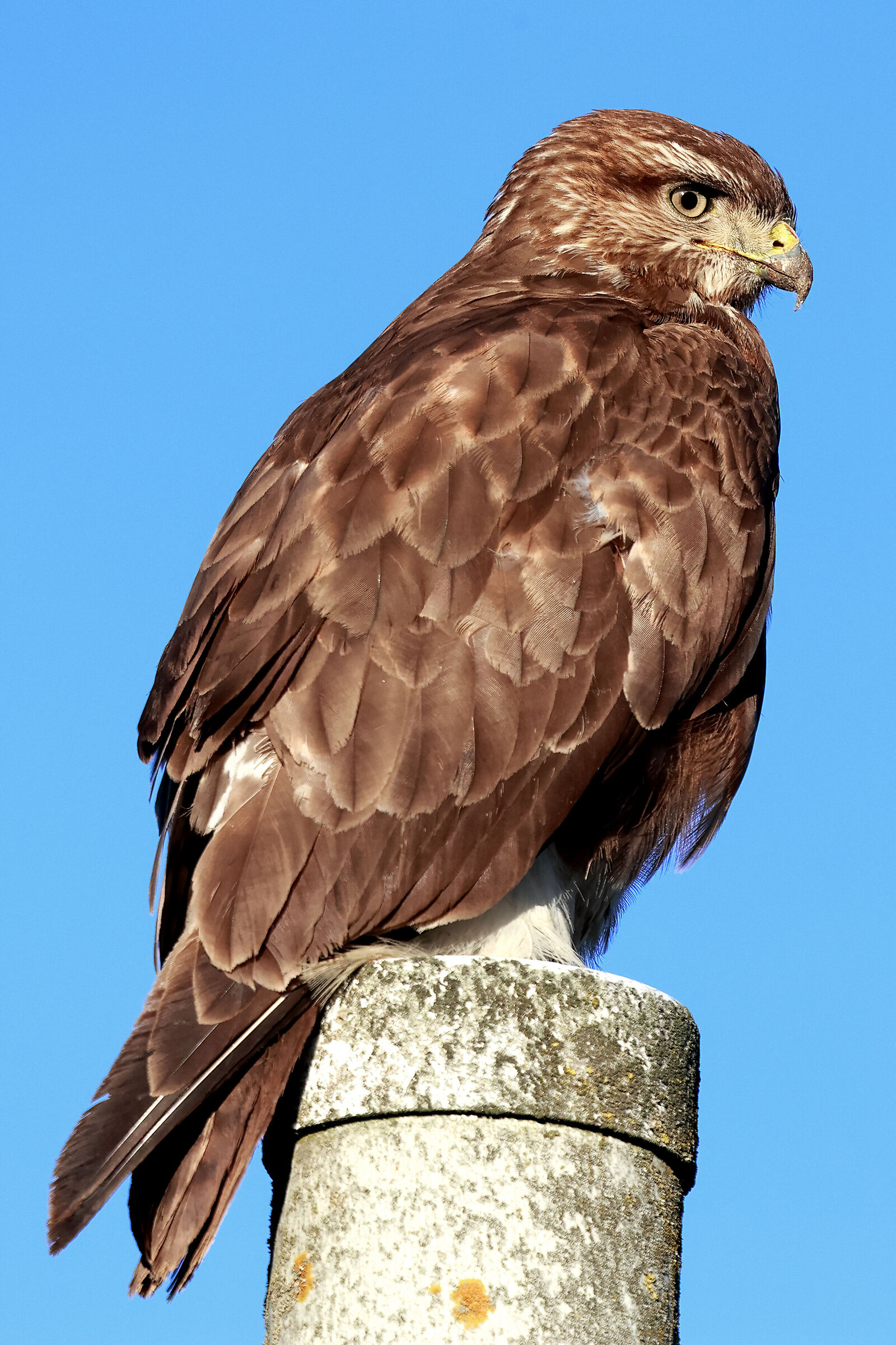 B.buteo