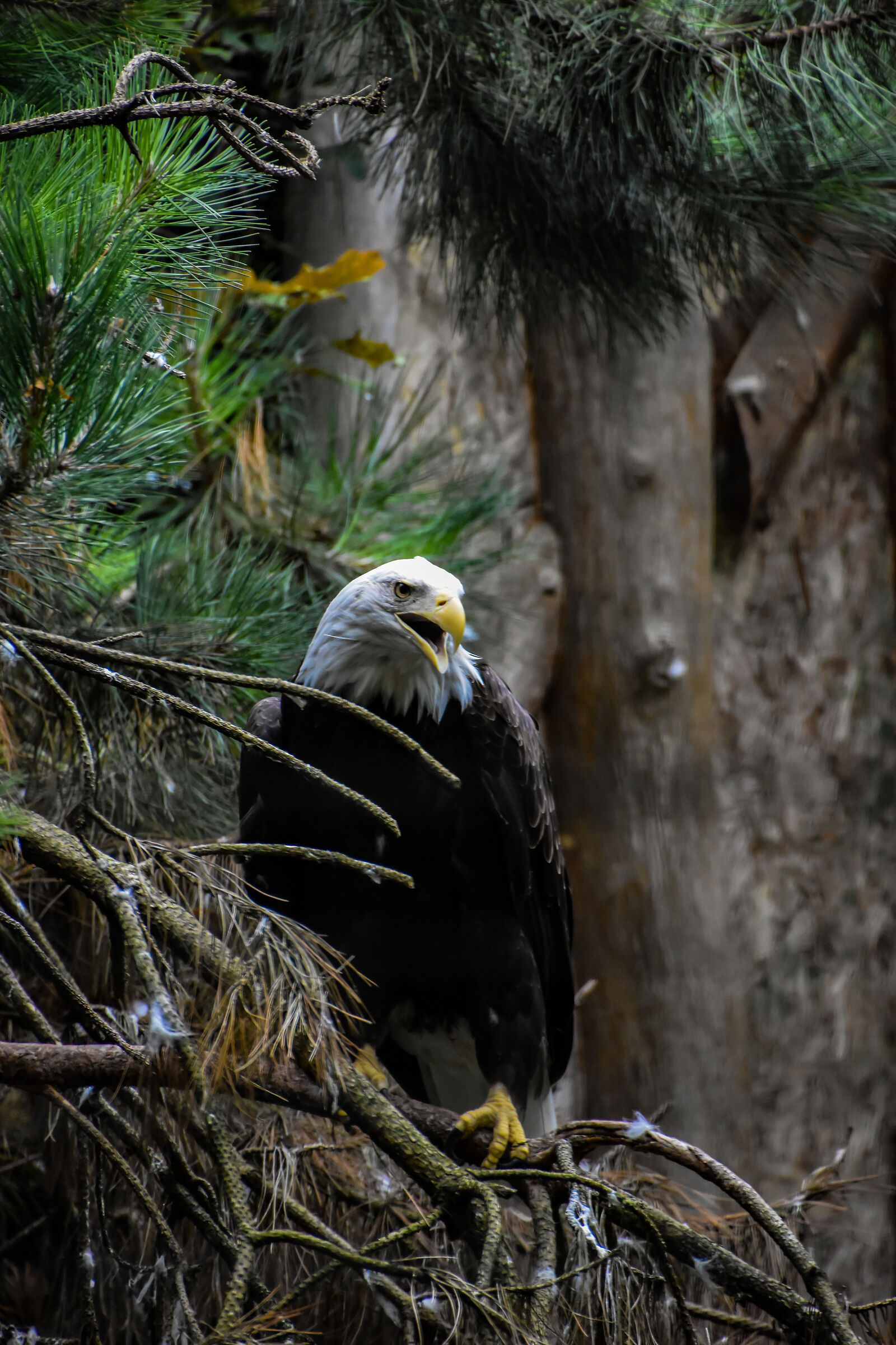 Aquila Testa bianca in cattività
