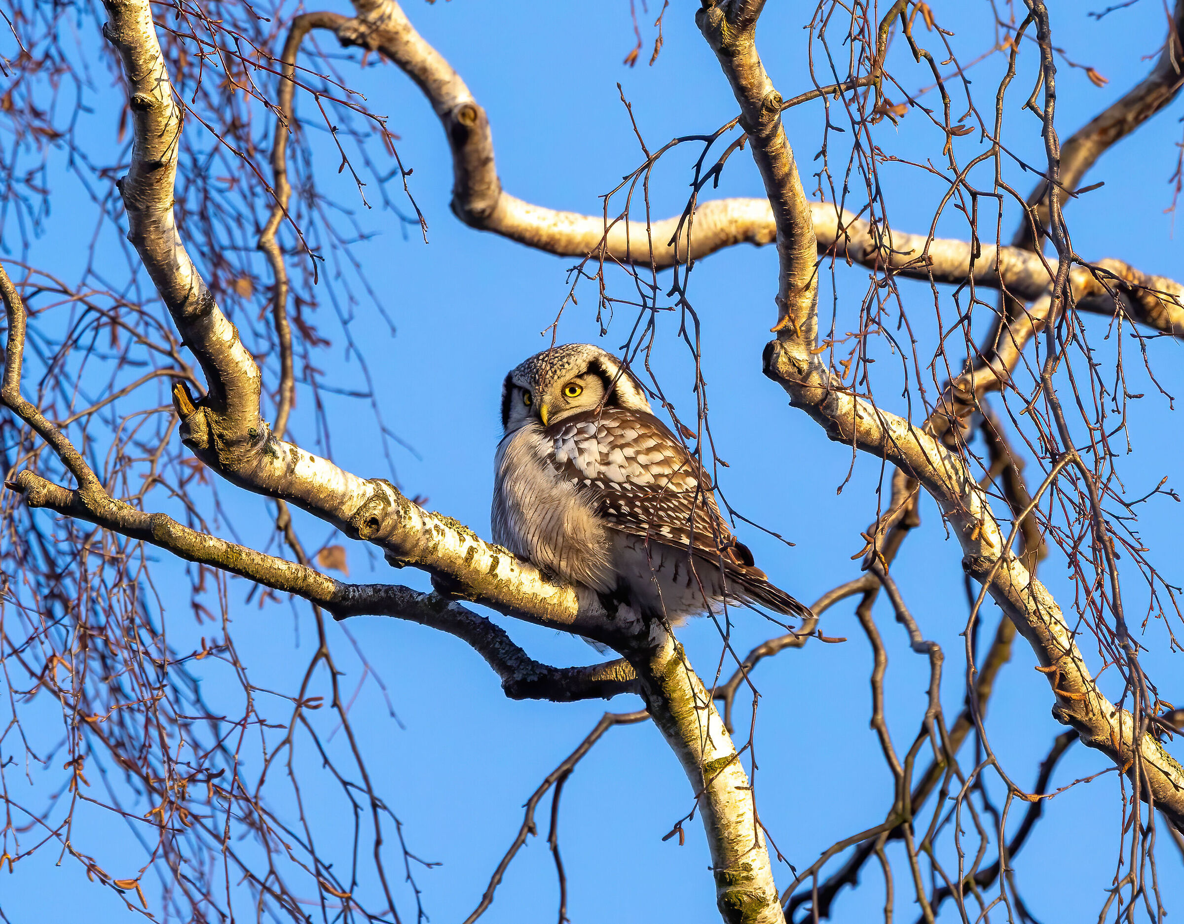 L'ulula alla luce del tramonto (Surnia ulula)