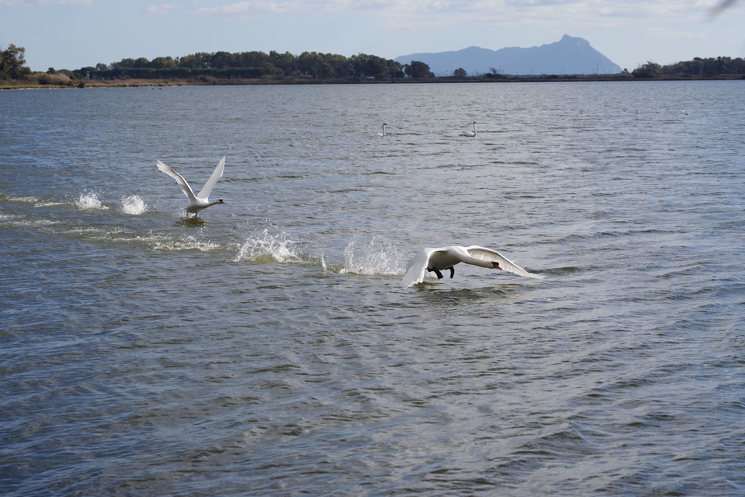 Tanto non mi prendi !!!