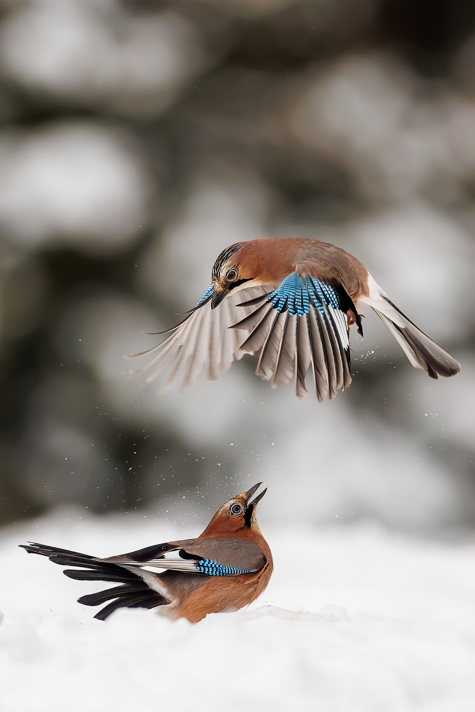 Fighters