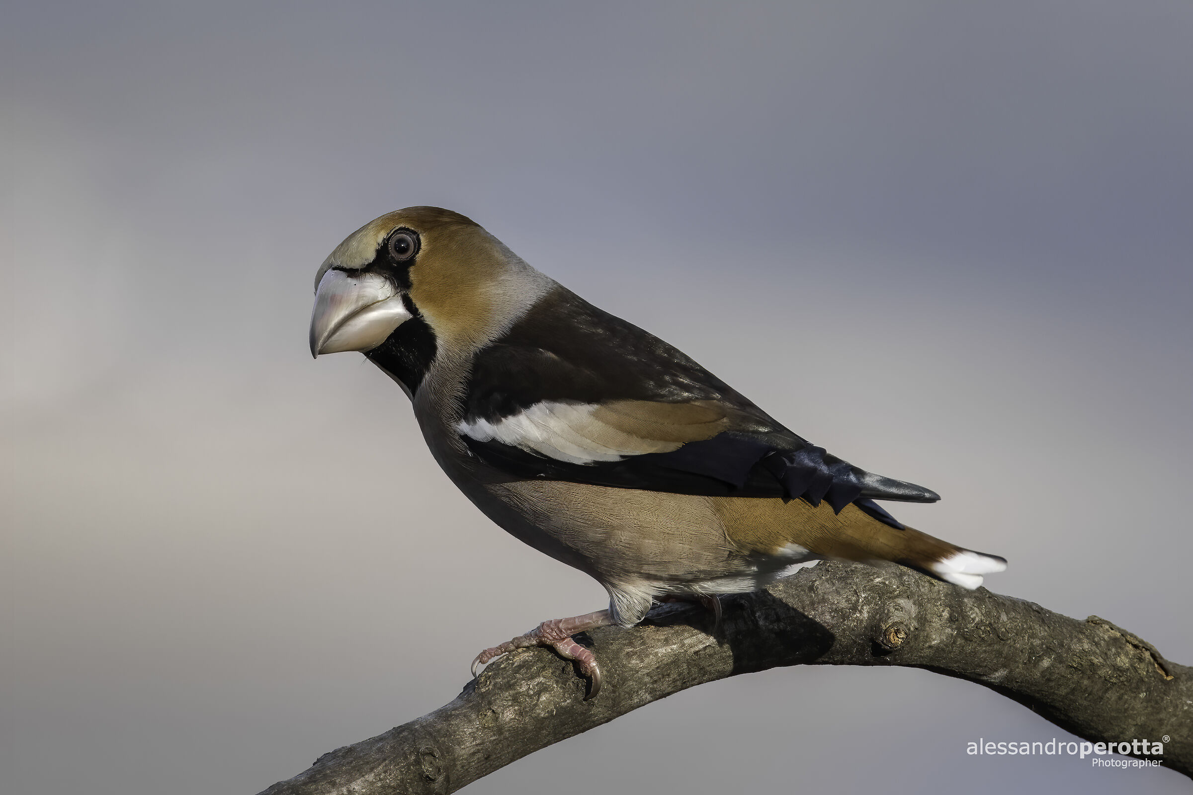 Coccothraustes coccothraustes (M)