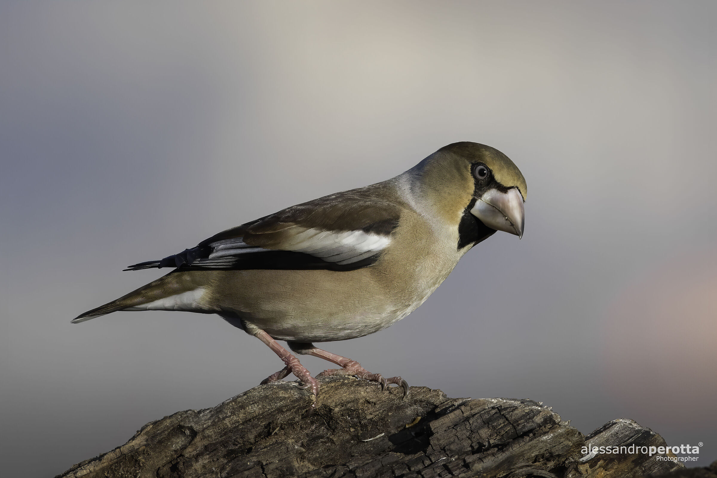 Coccothraustes coccothraustes