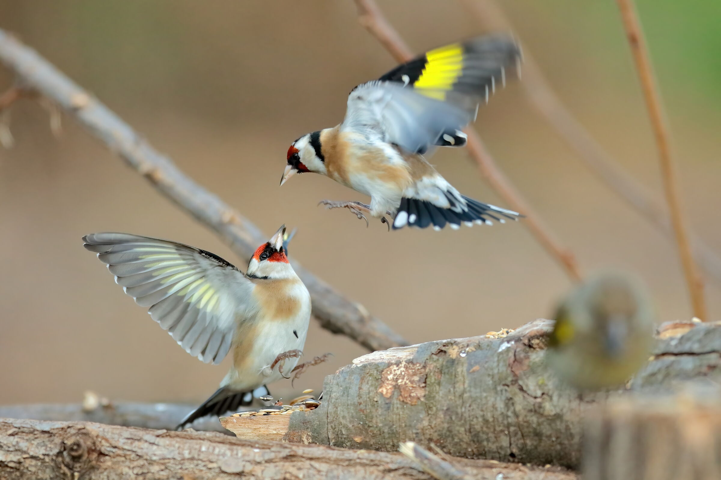 Goldfinches