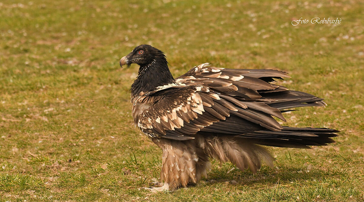 Gypaetus barbatus...