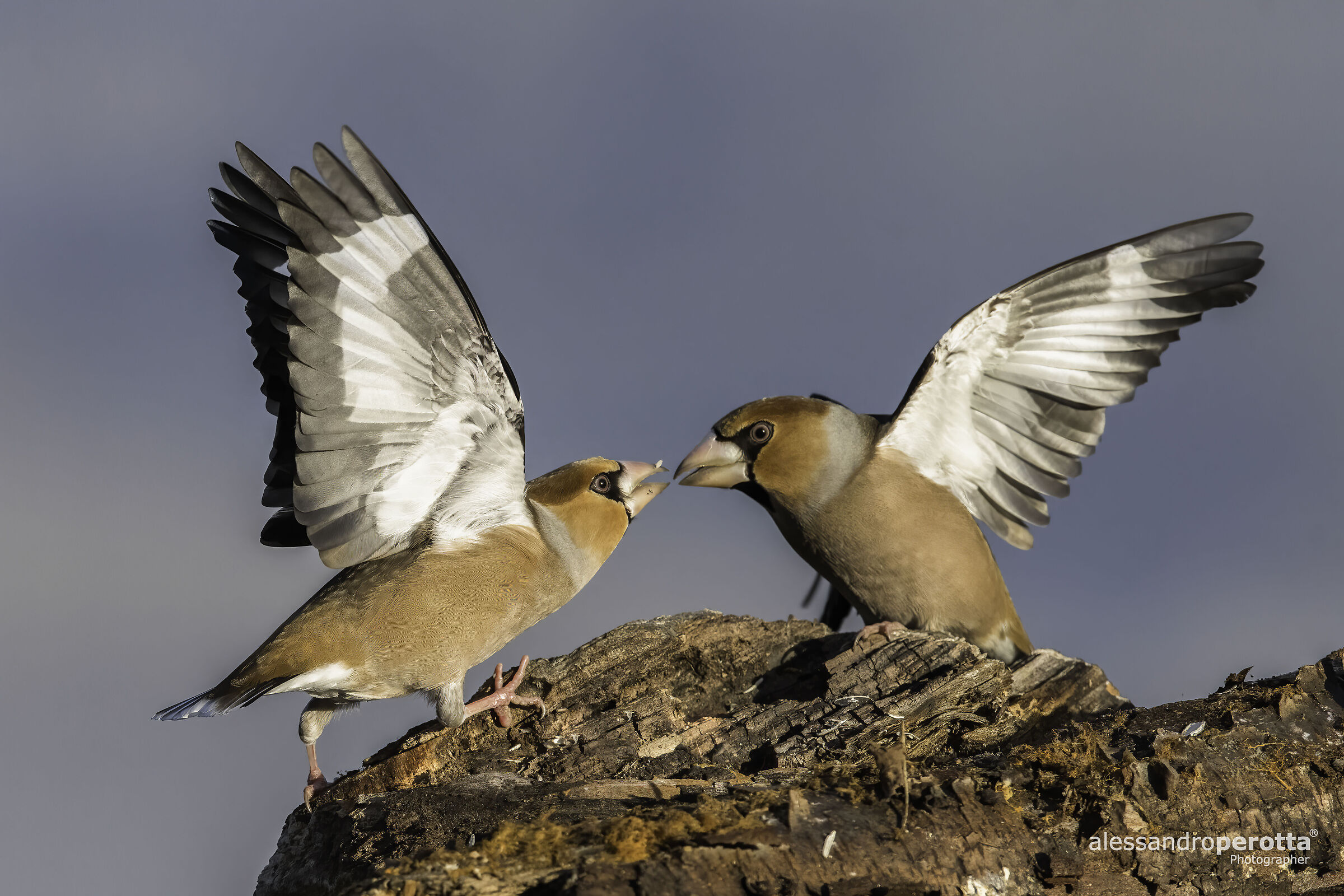 Coccothraustes coccothraustes