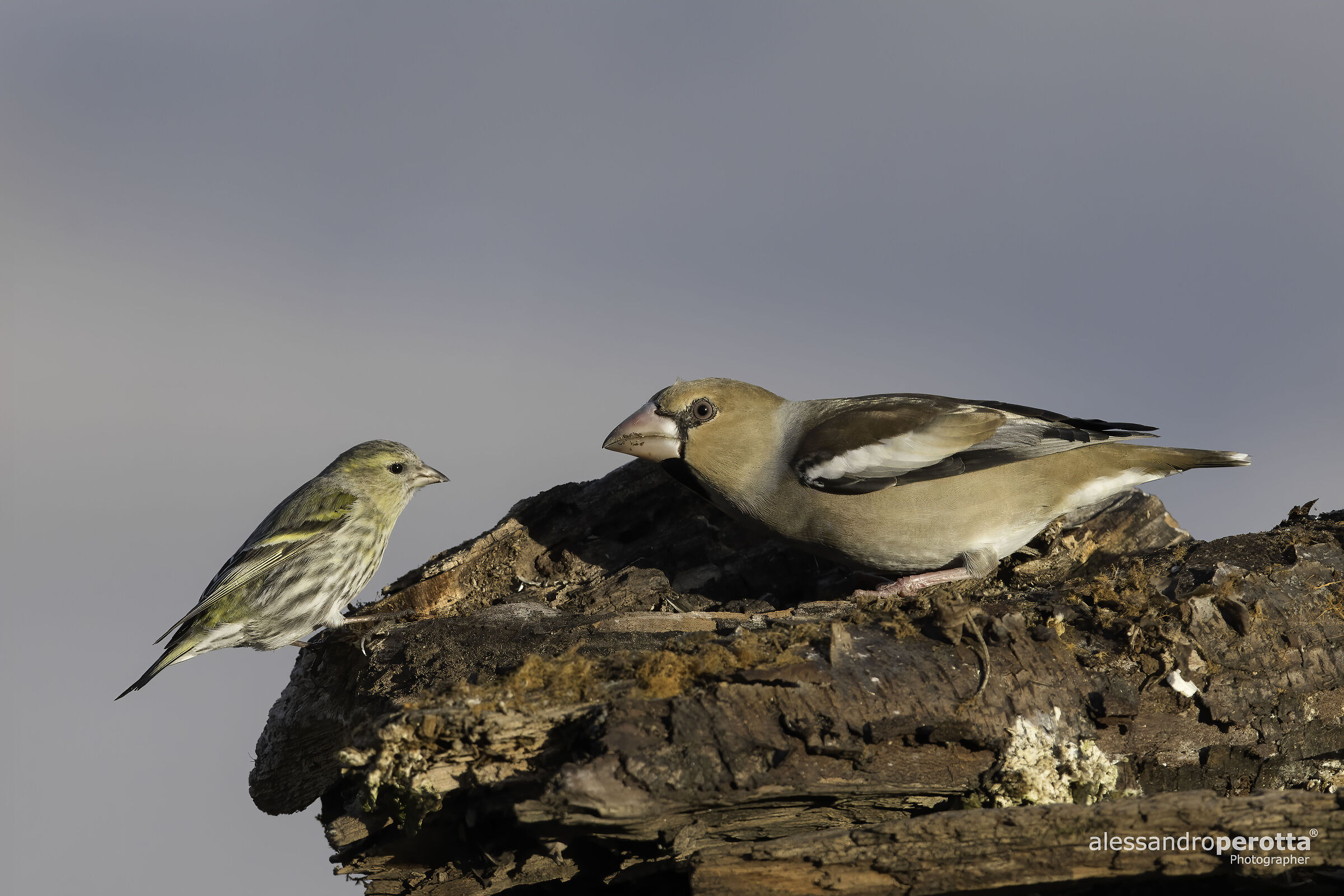Coccothraustes coccothraustes & Chloris chloris