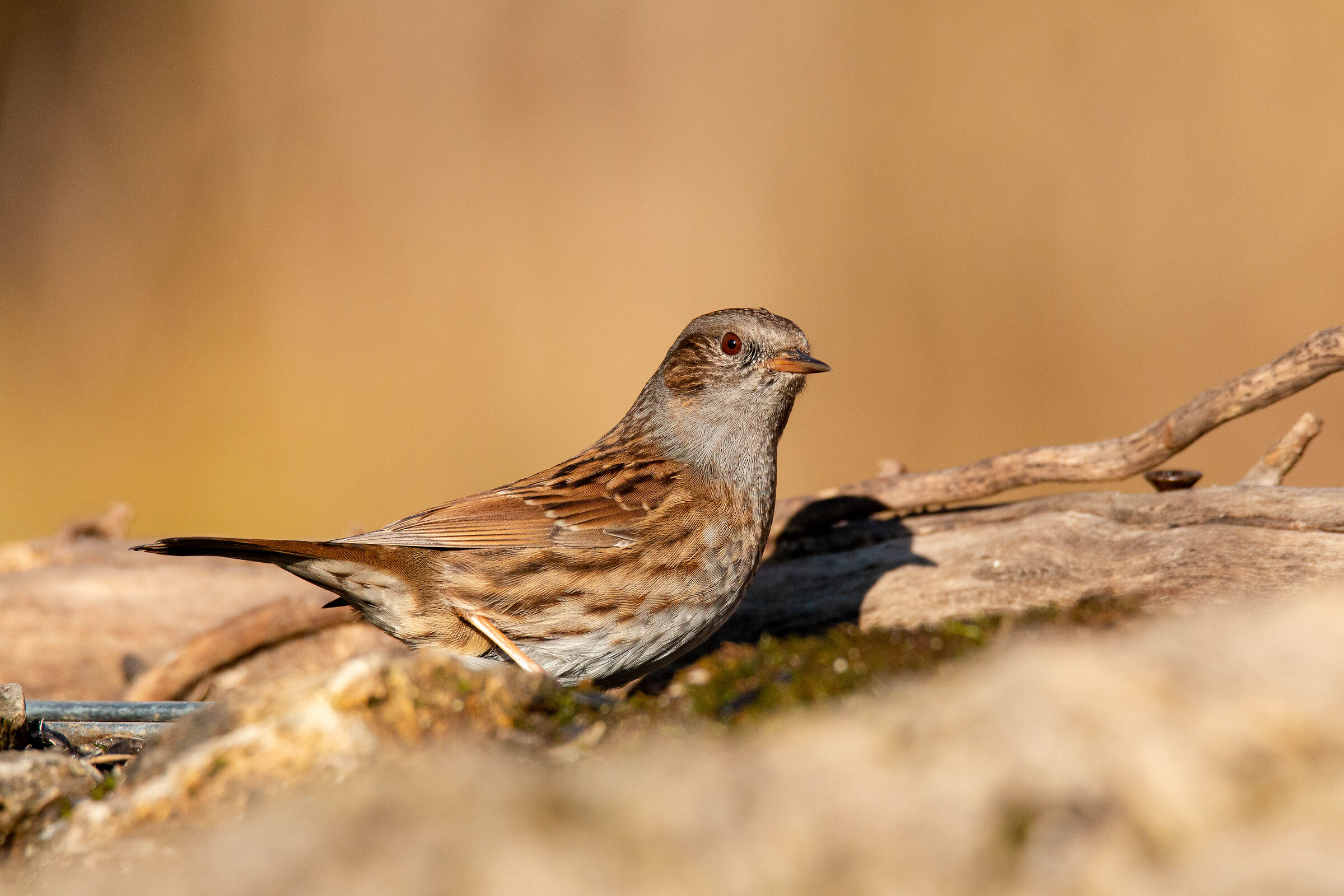 Dunnock