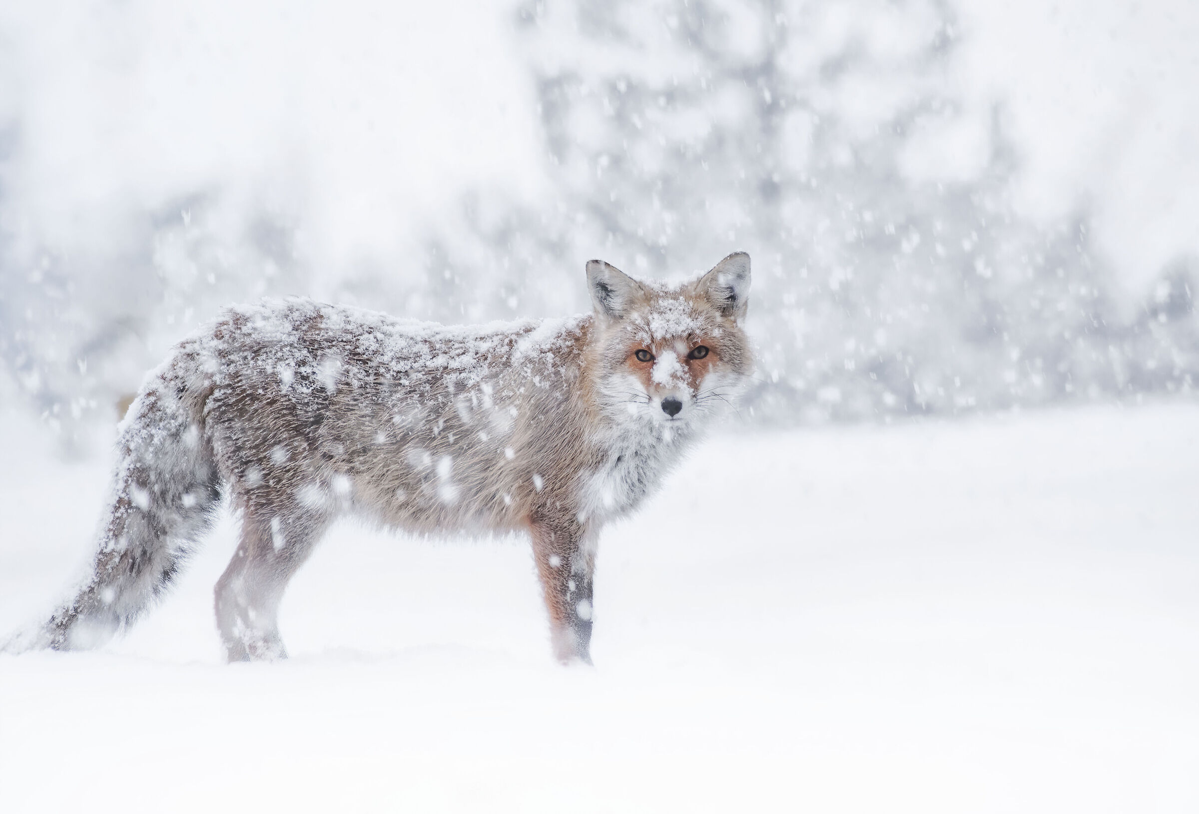 Una copiosa nevicata